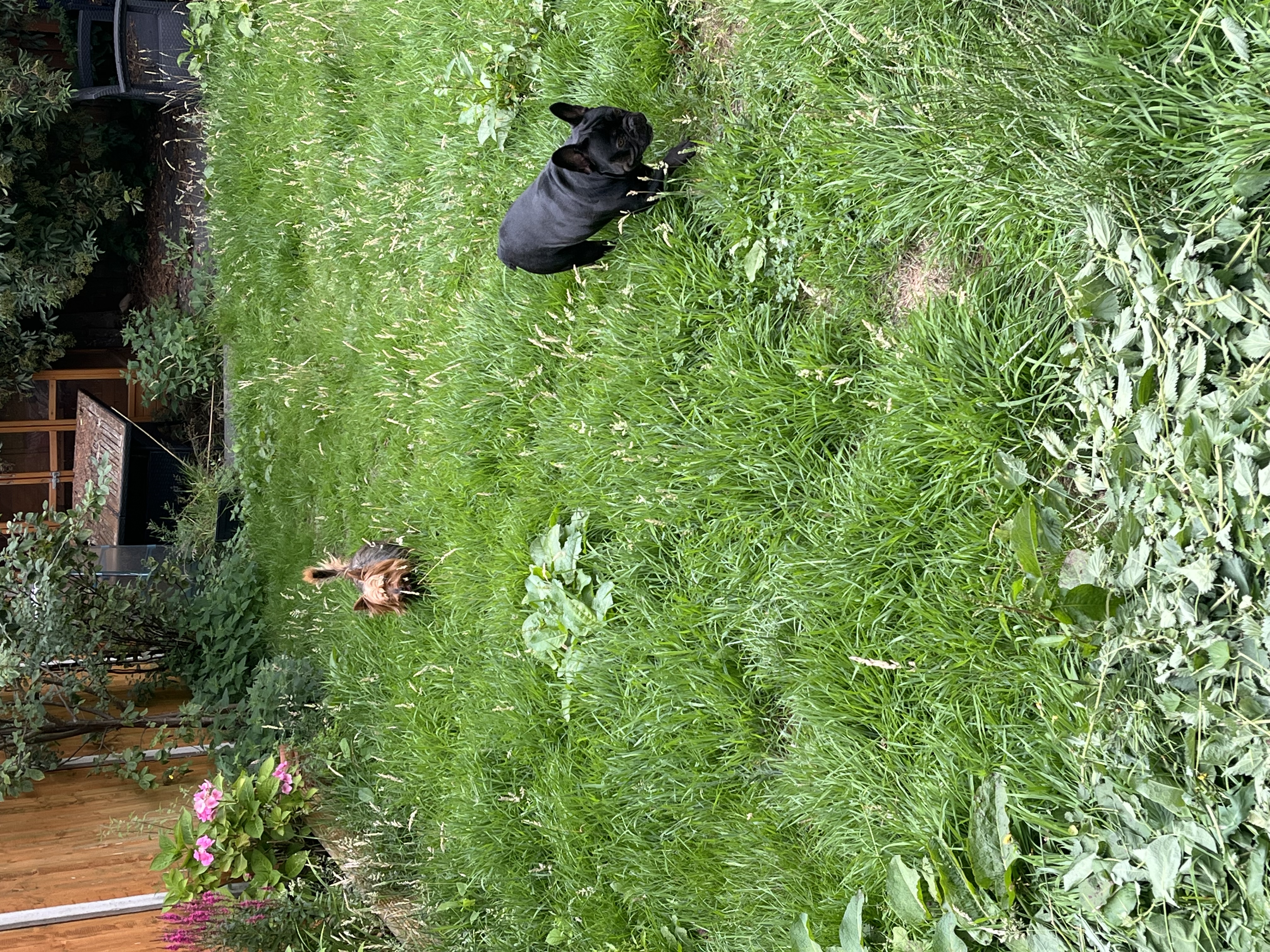 image-17