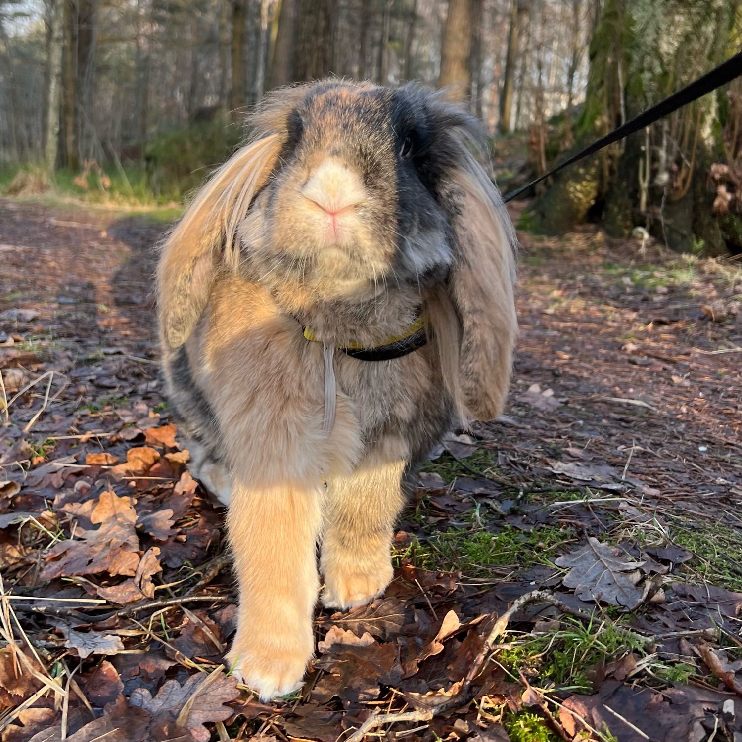 Porträtt av rabbit eevee