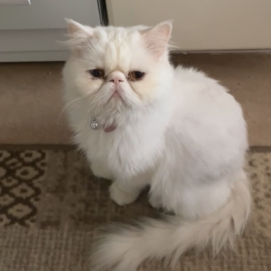 Porträtt av cat Frosty