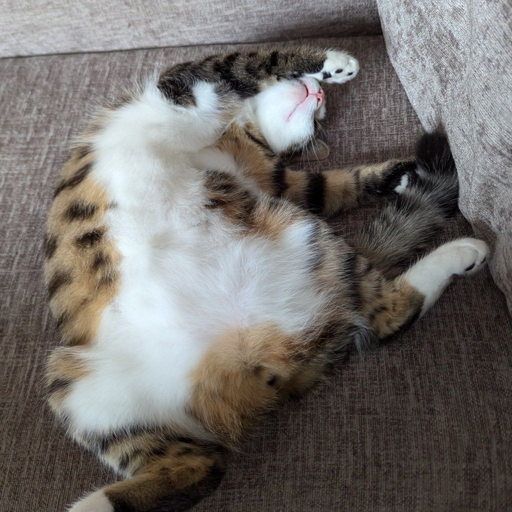 Portrait of Bobo, the cat