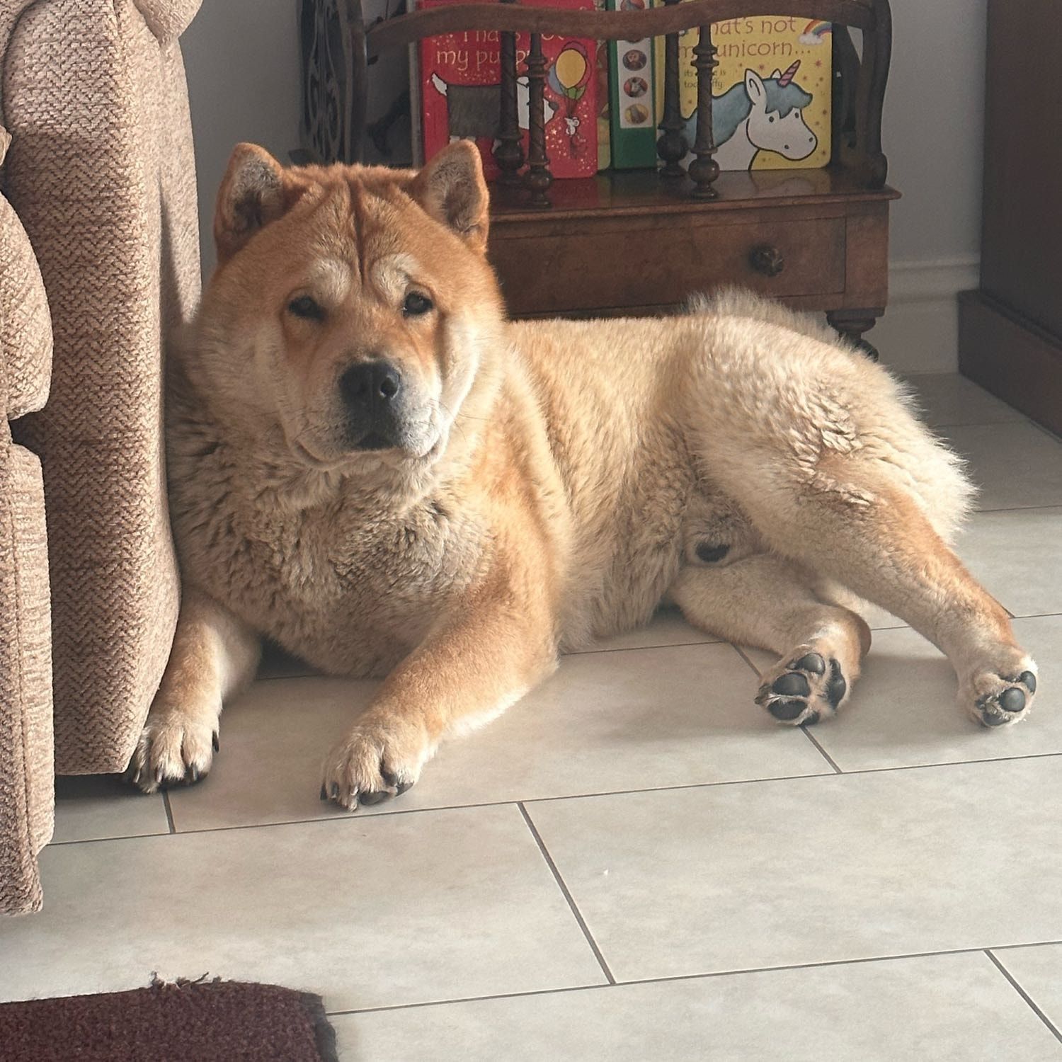 Portrait of Harley , the dog