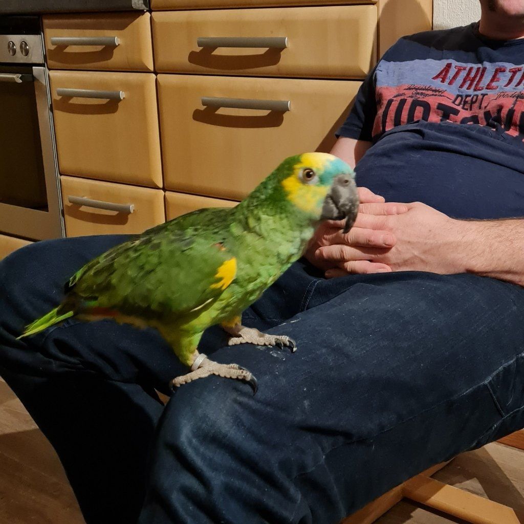 Portät von Jakob  Papagei Blaustirn Amazone , bird