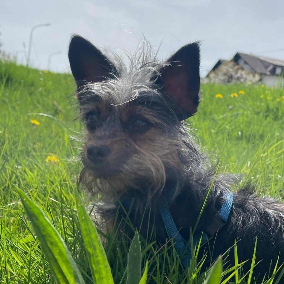 Portät von Sammy, dog
