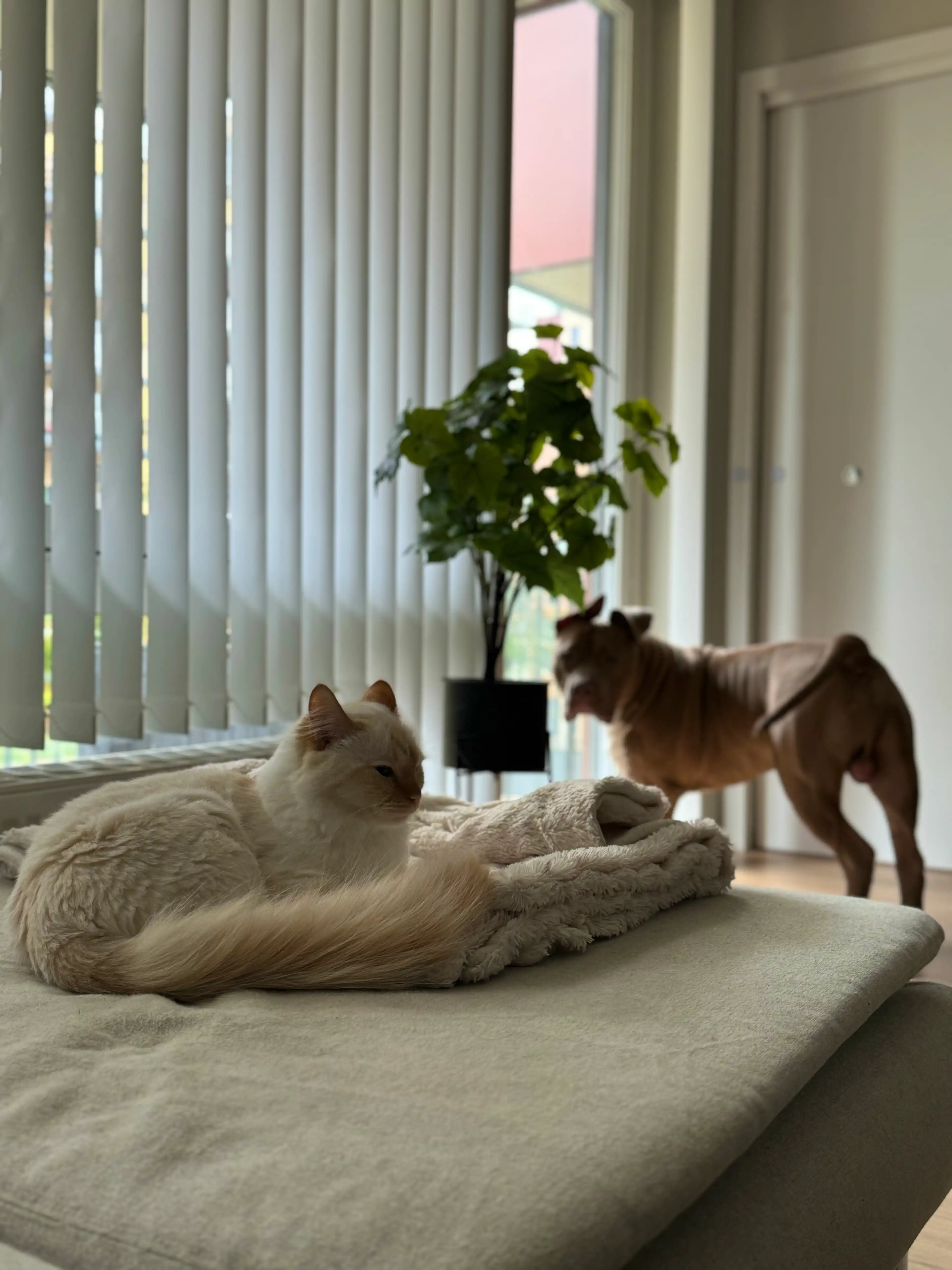 image-13
