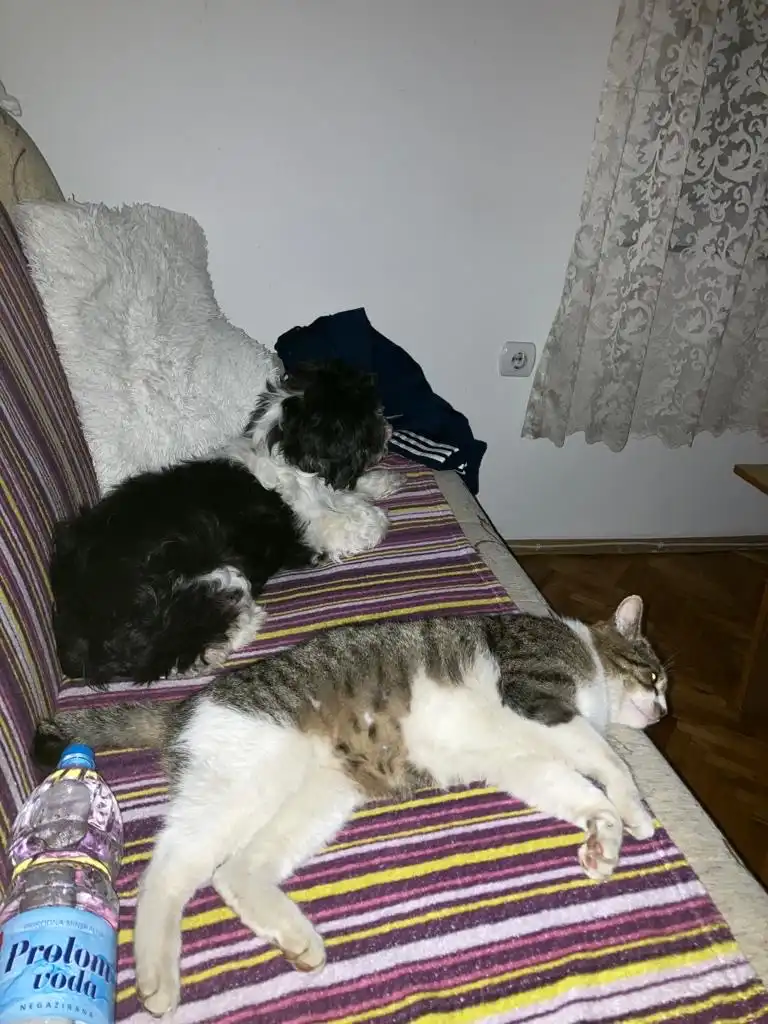 image-7