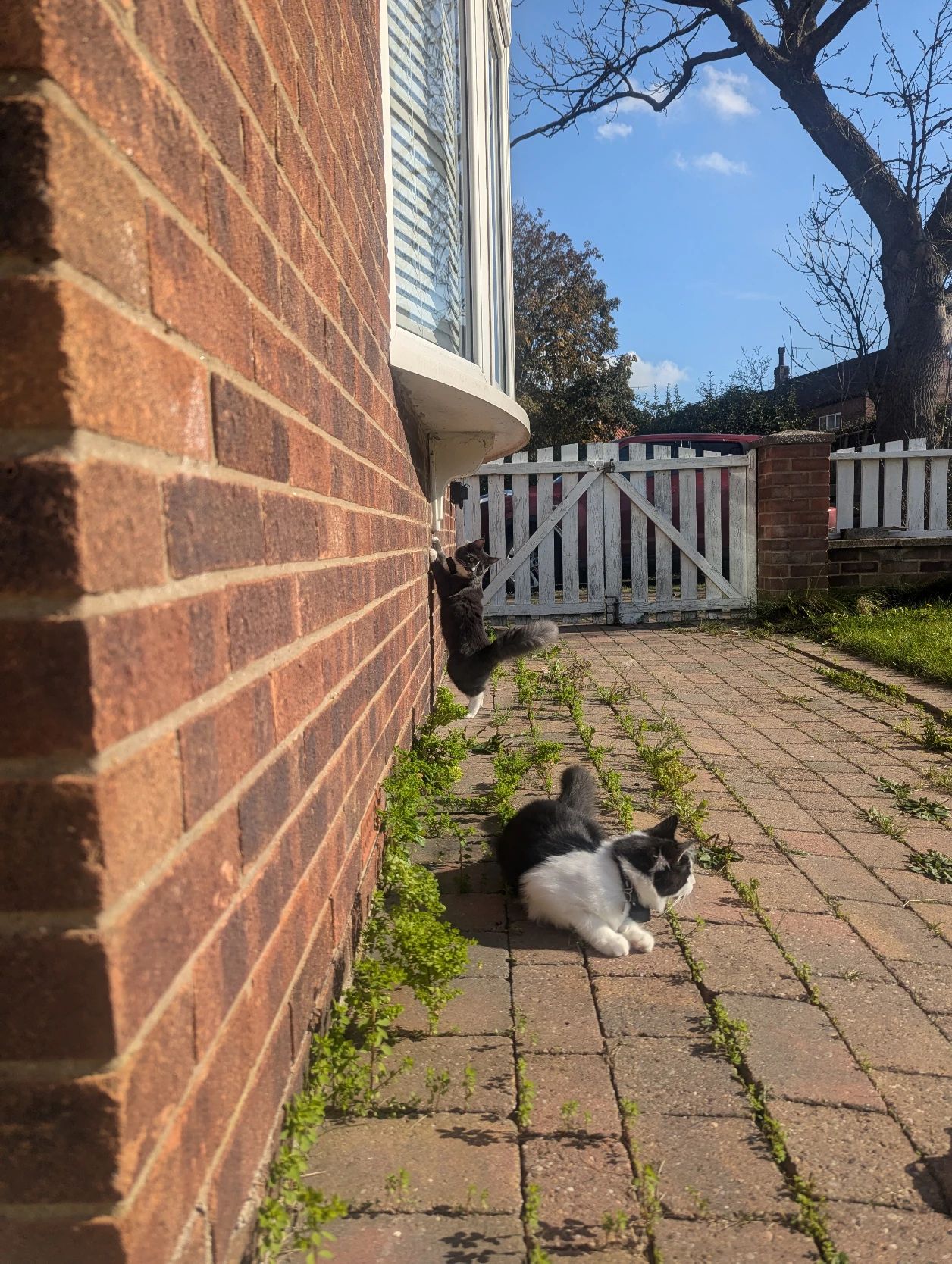 image-15