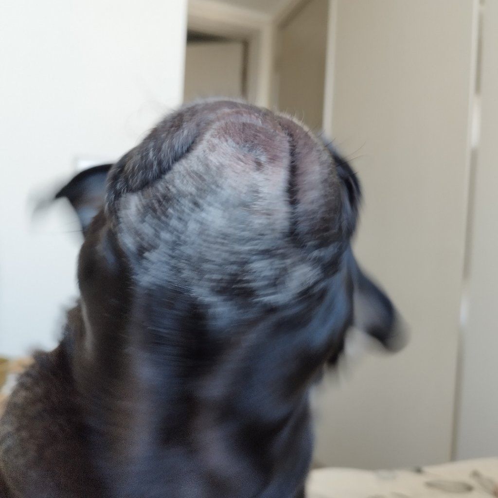 Portät von Balú, dog