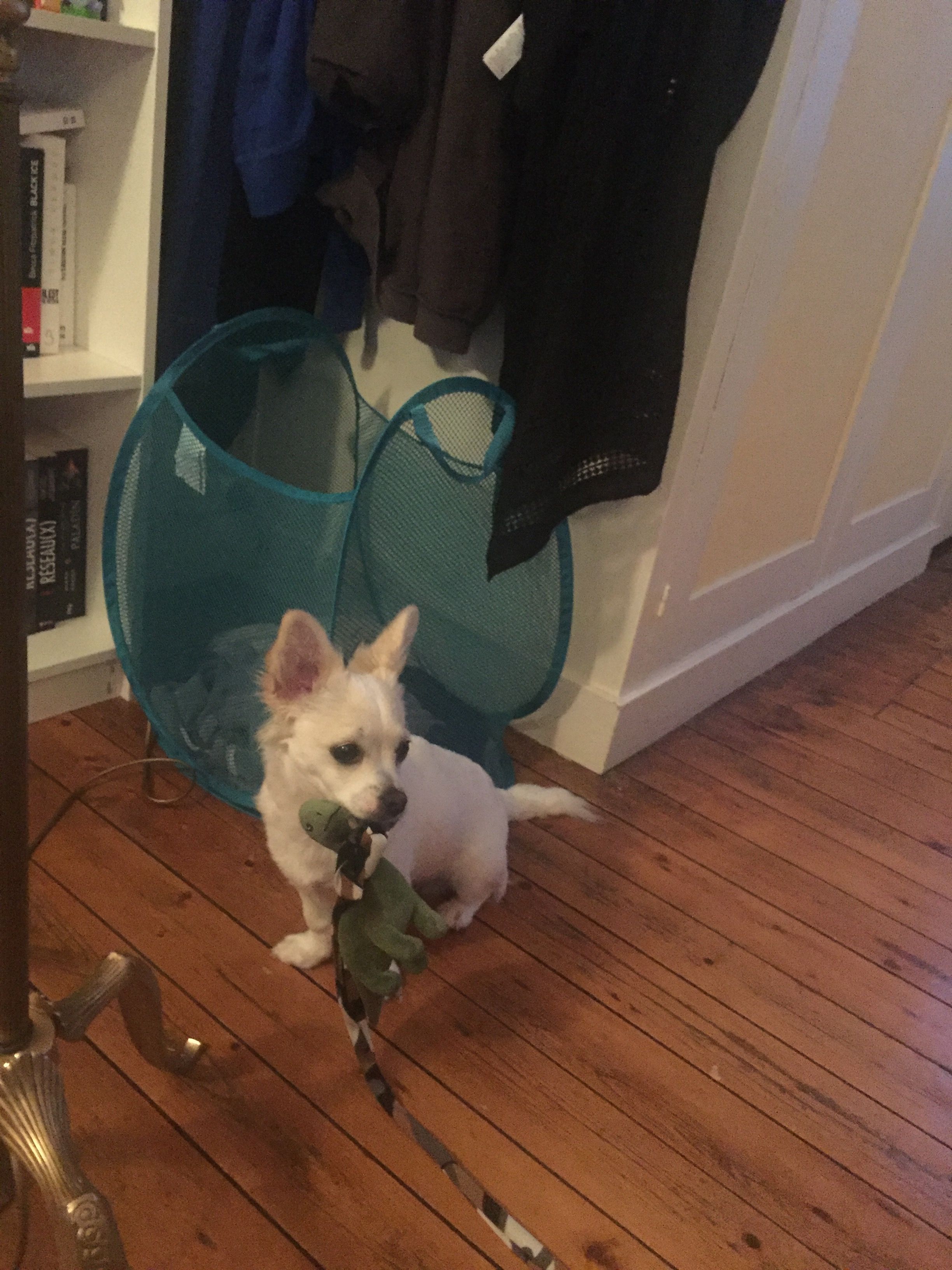 image-7