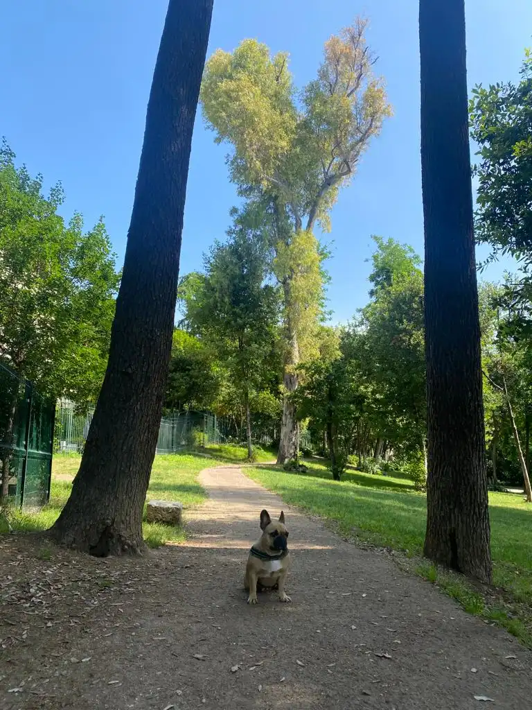 image-15