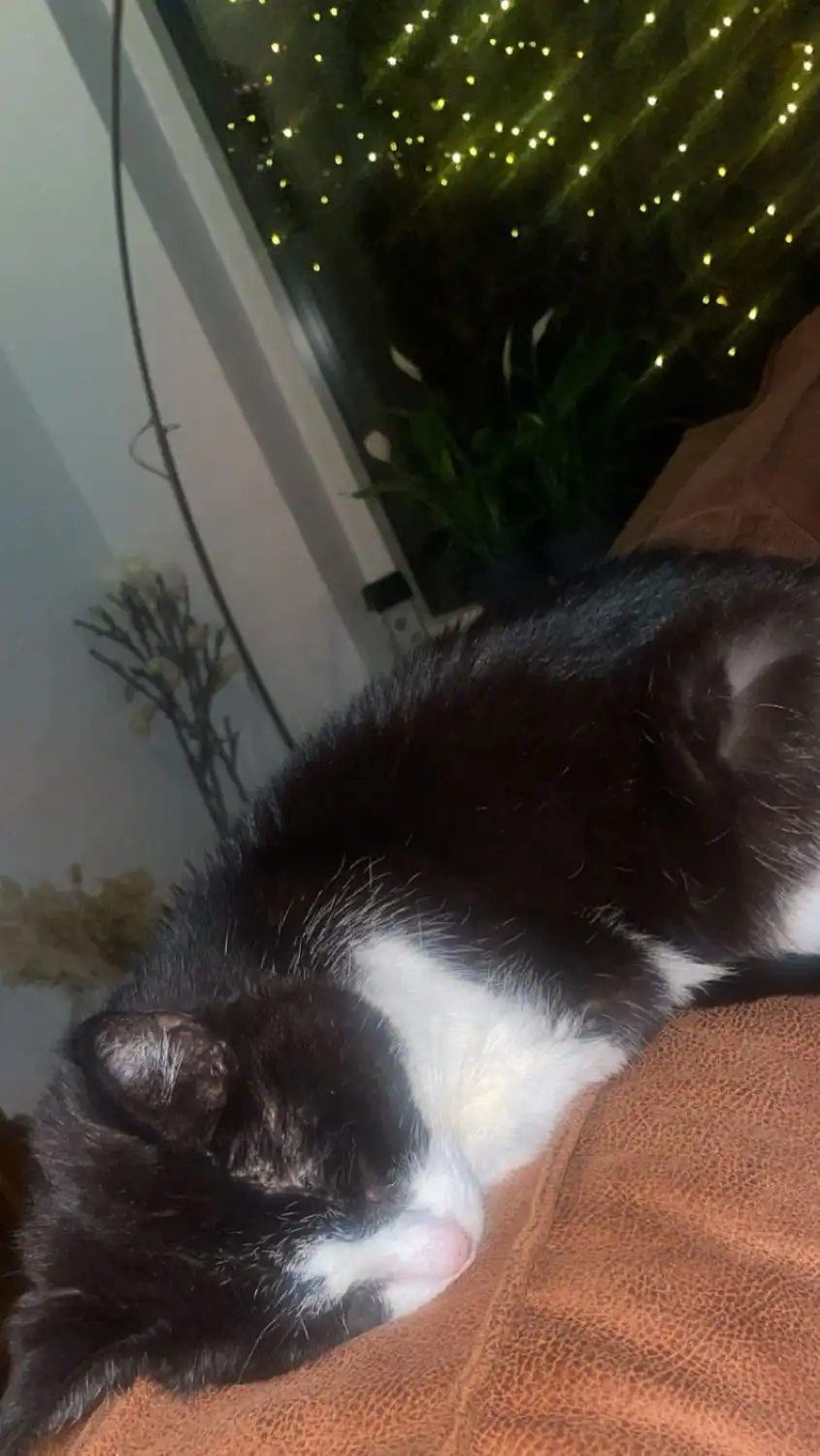image-7