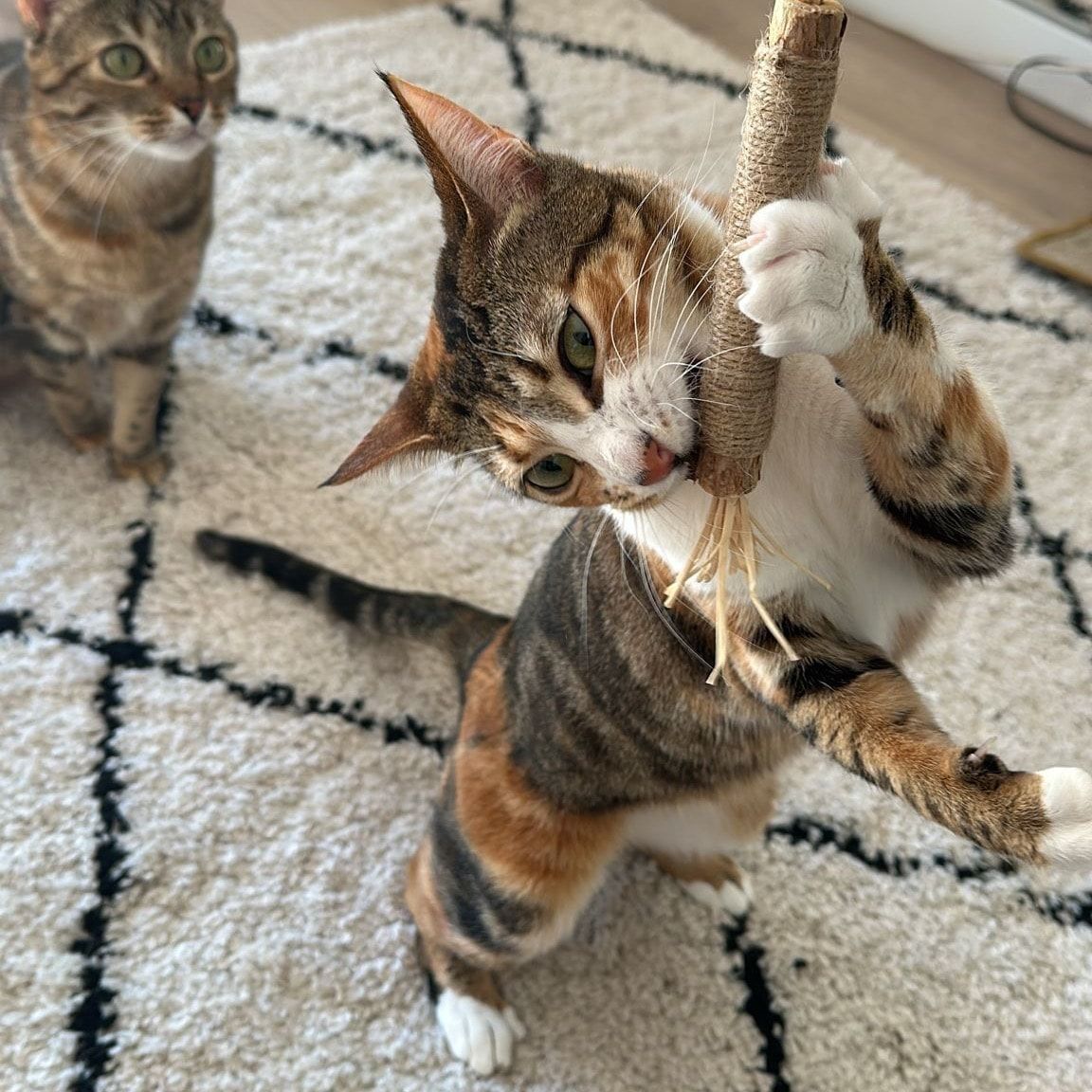 Portät von Lottie, cat