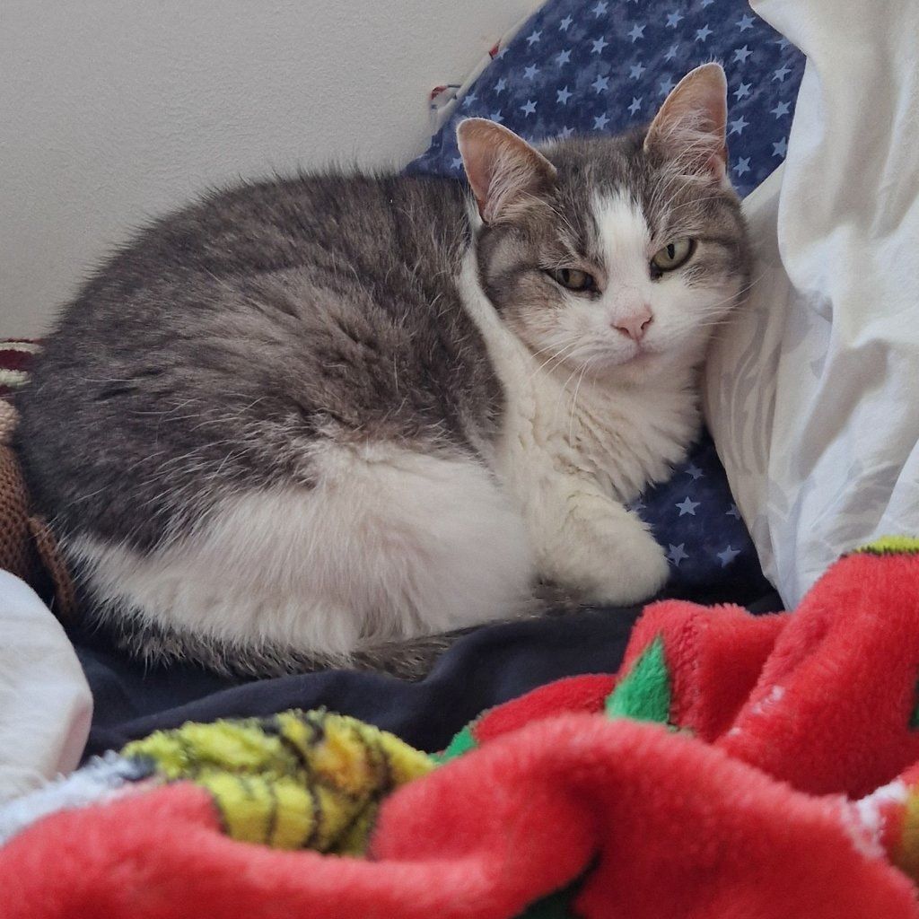 Portrait of Zelda , the cat