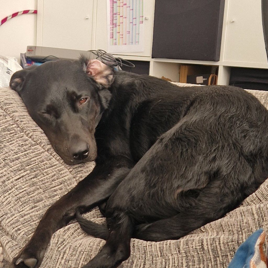Portrait of Maggie, the dog