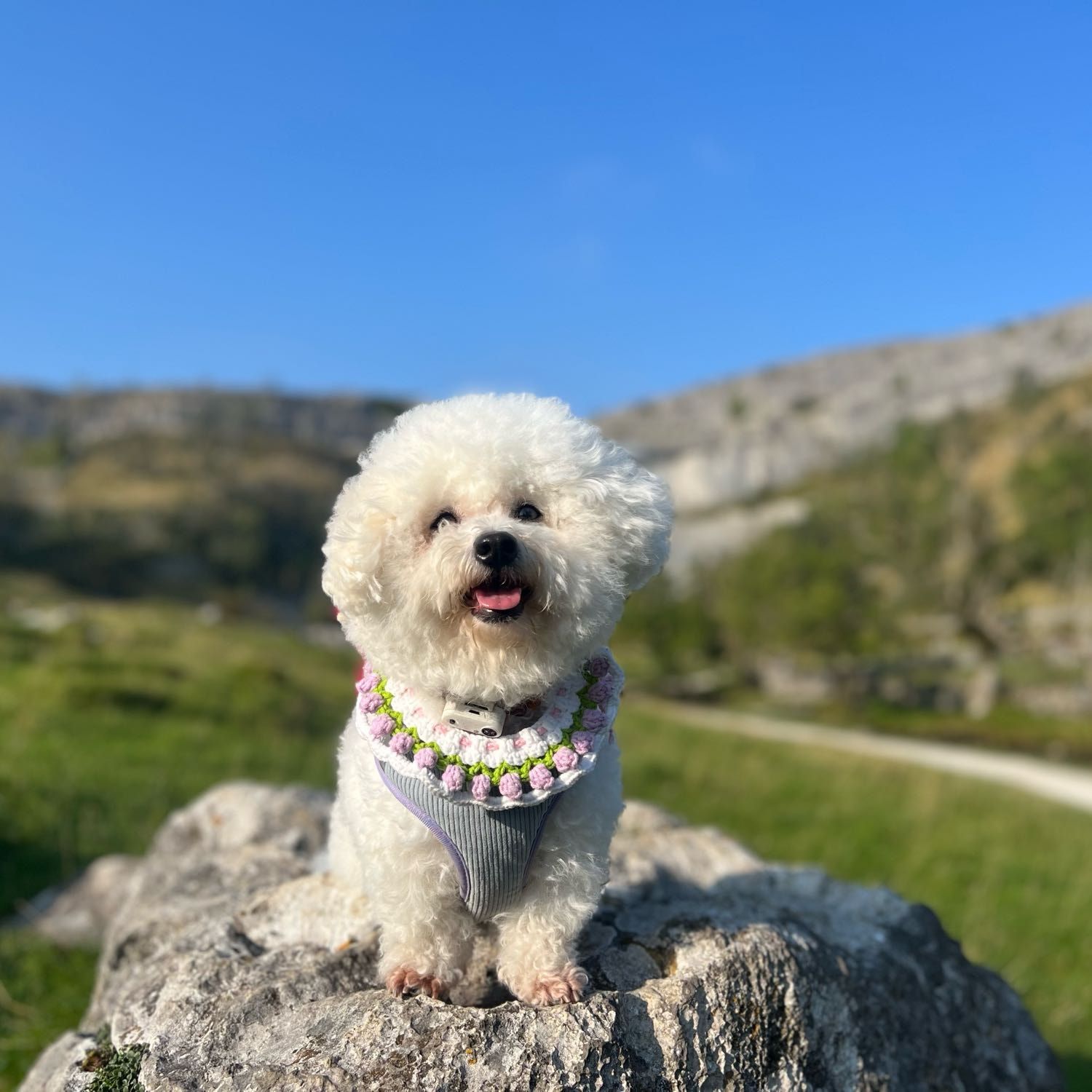 Portrait of Bear Bear, the dog