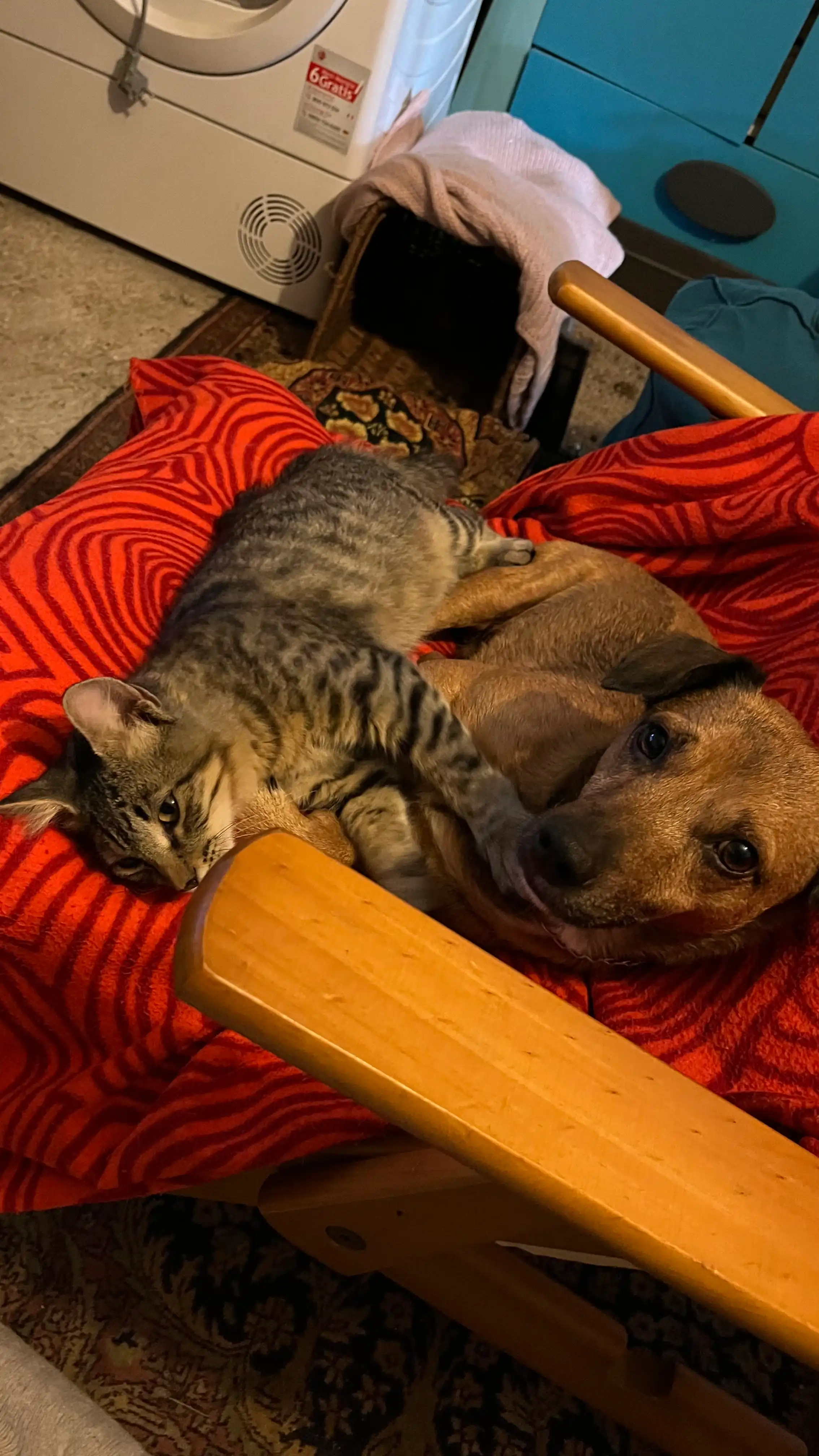 image-37