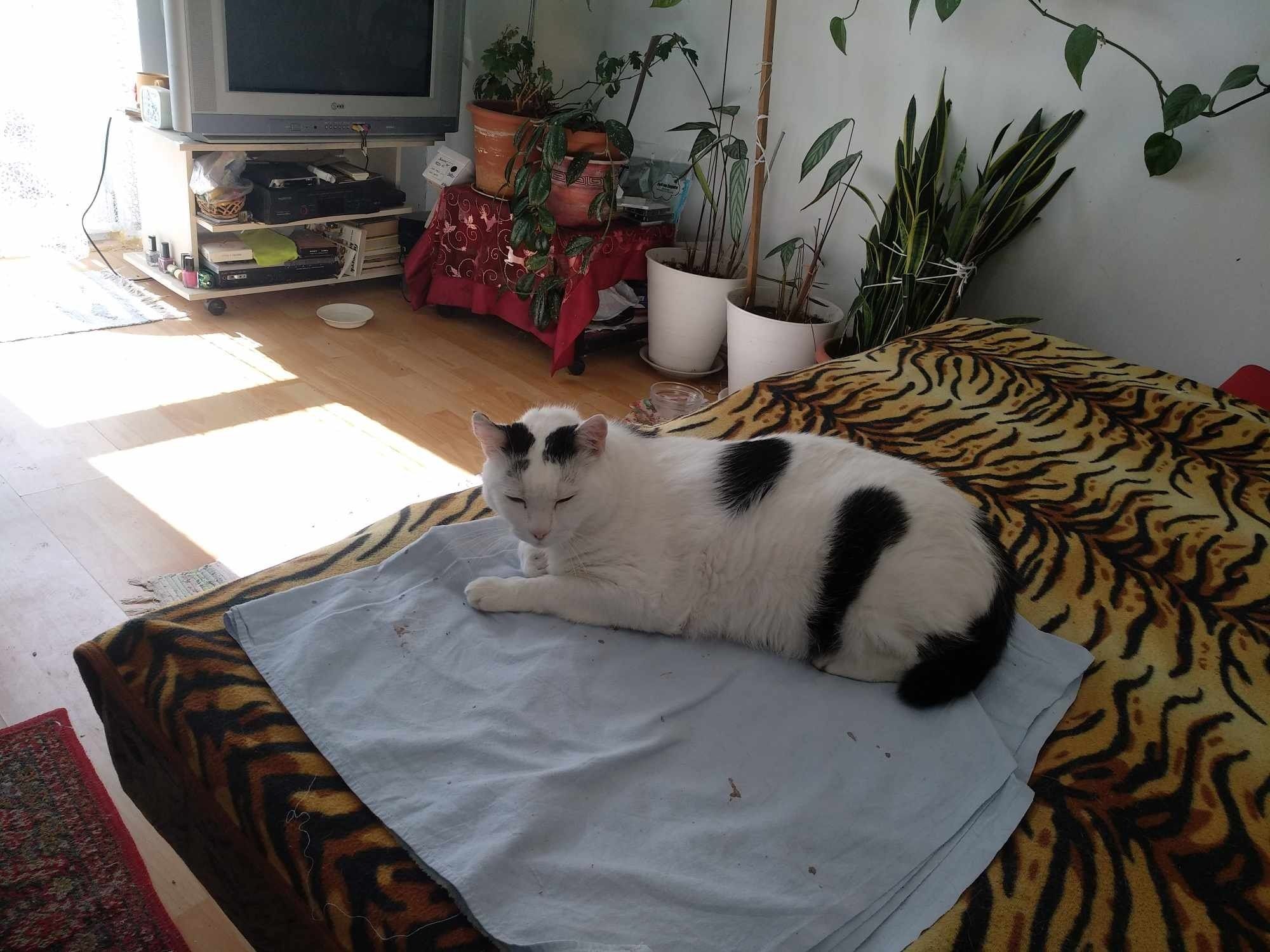image-8