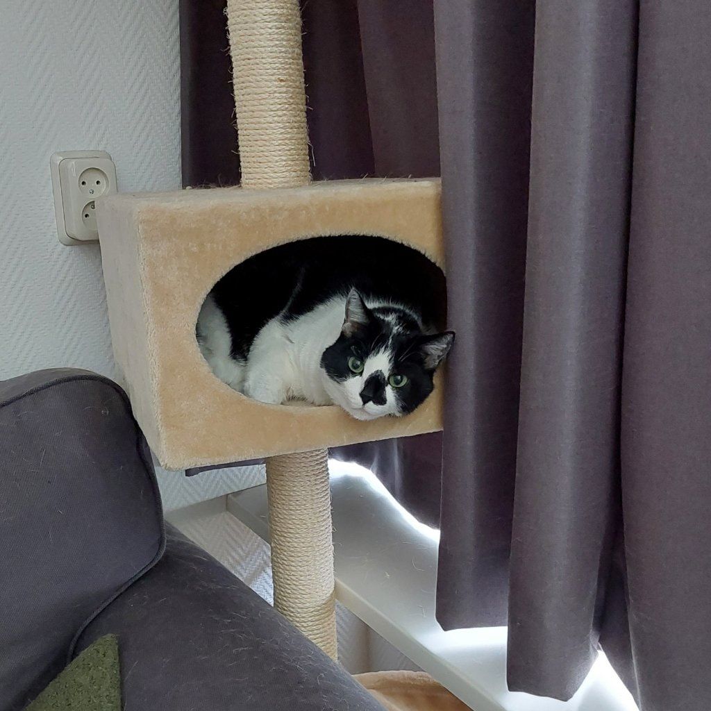 Portretfoto van Tito, de cat