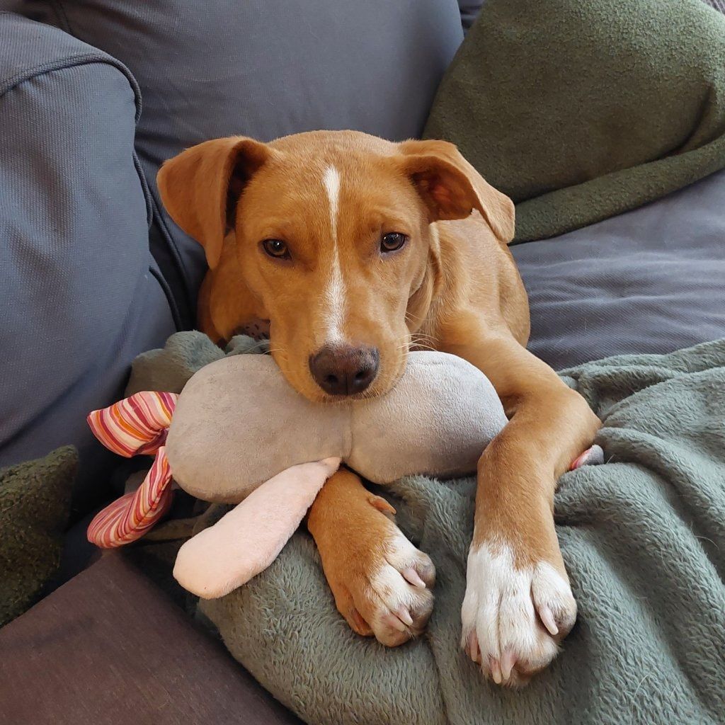 Portretfoto van Zümra, de dog
