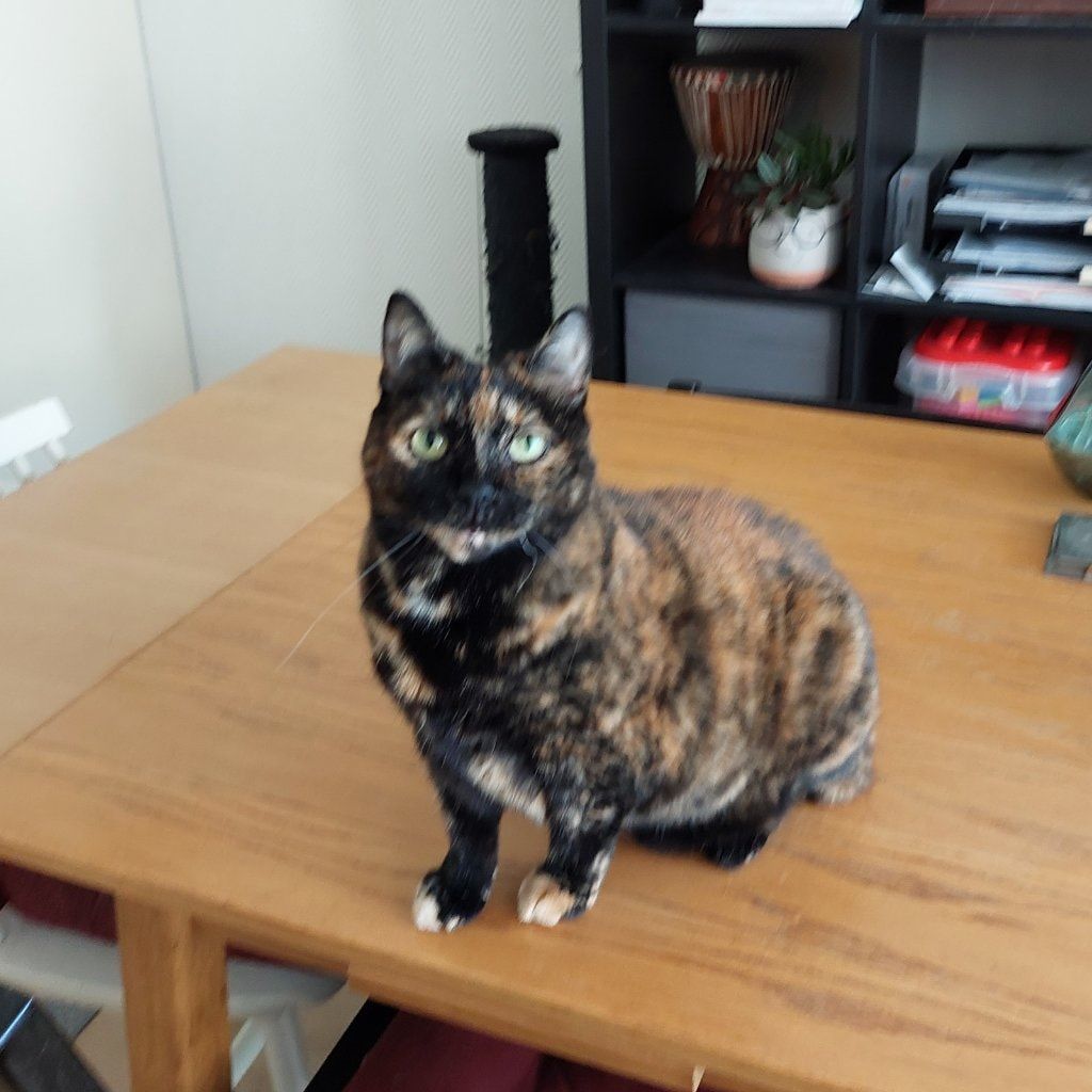 Portretfoto van Kawaii, de cat
