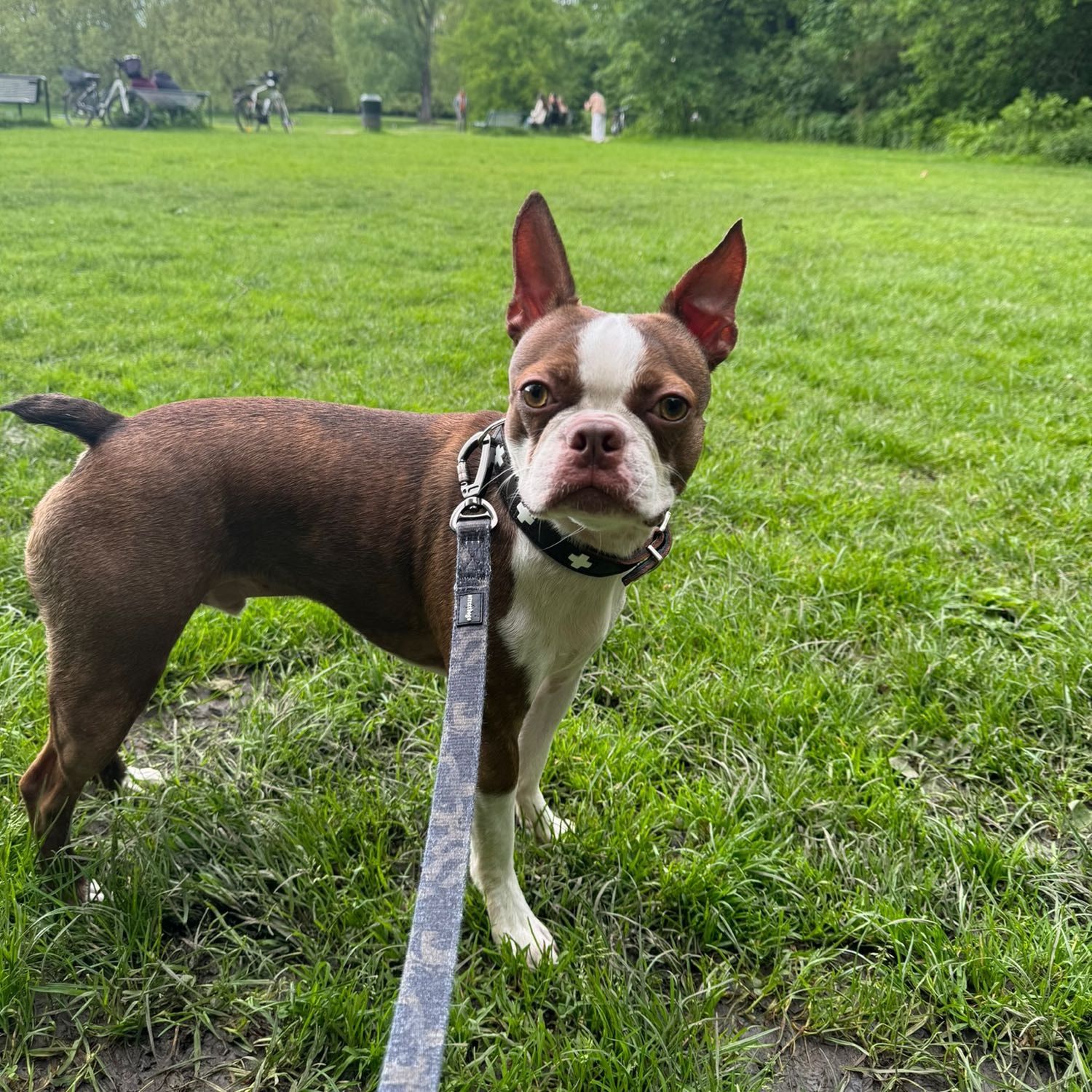 Portät von Bacon, dog