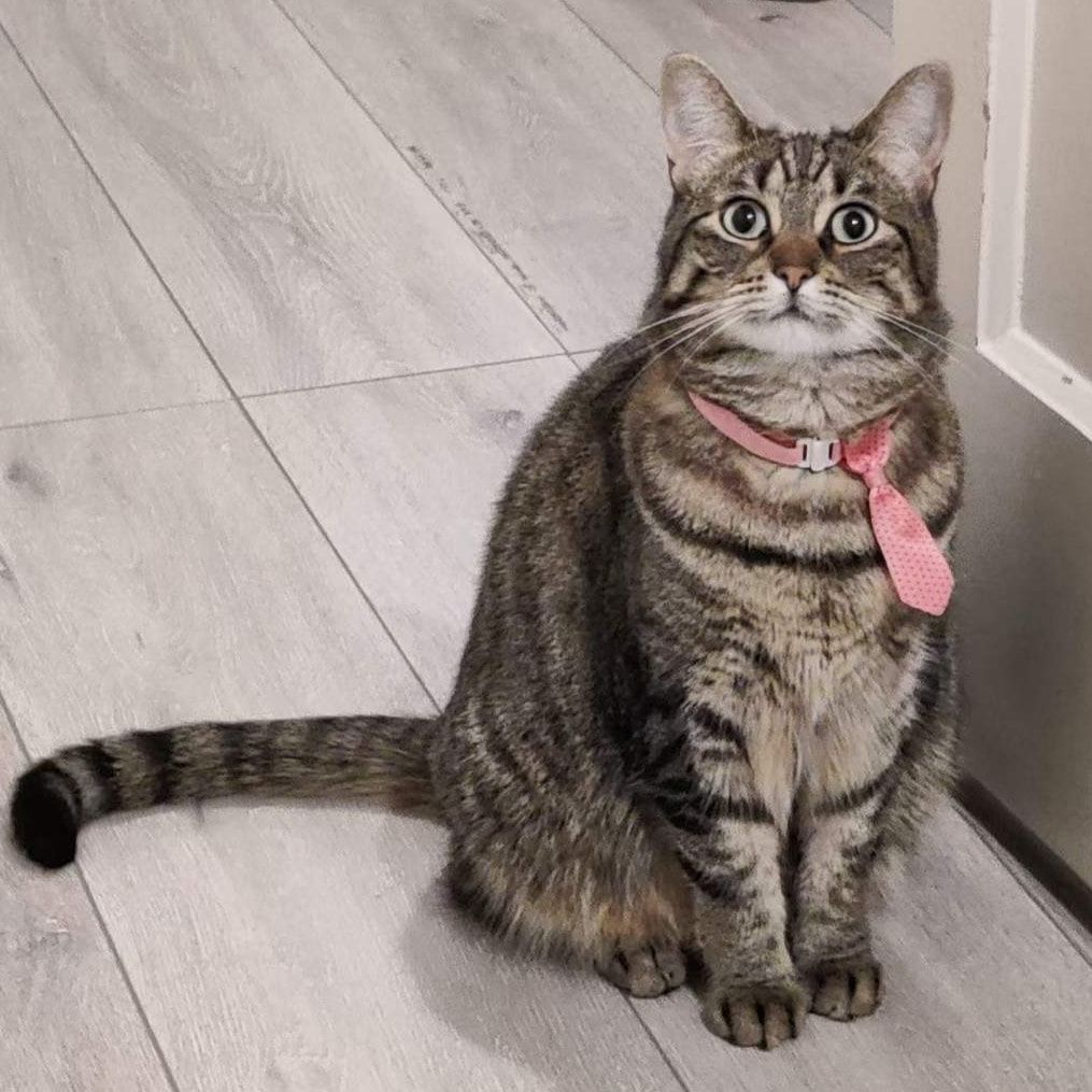Portretfoto van Lindo, de cat