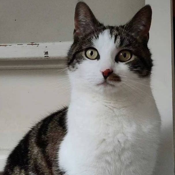 Portretfoto van Loca, de cat