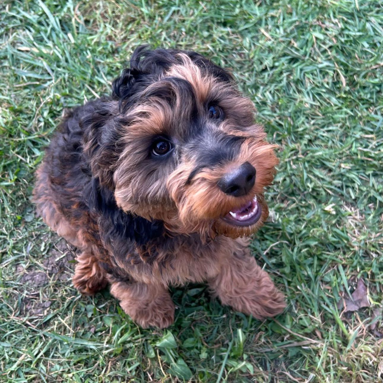 Portrait of Maisie, the dog