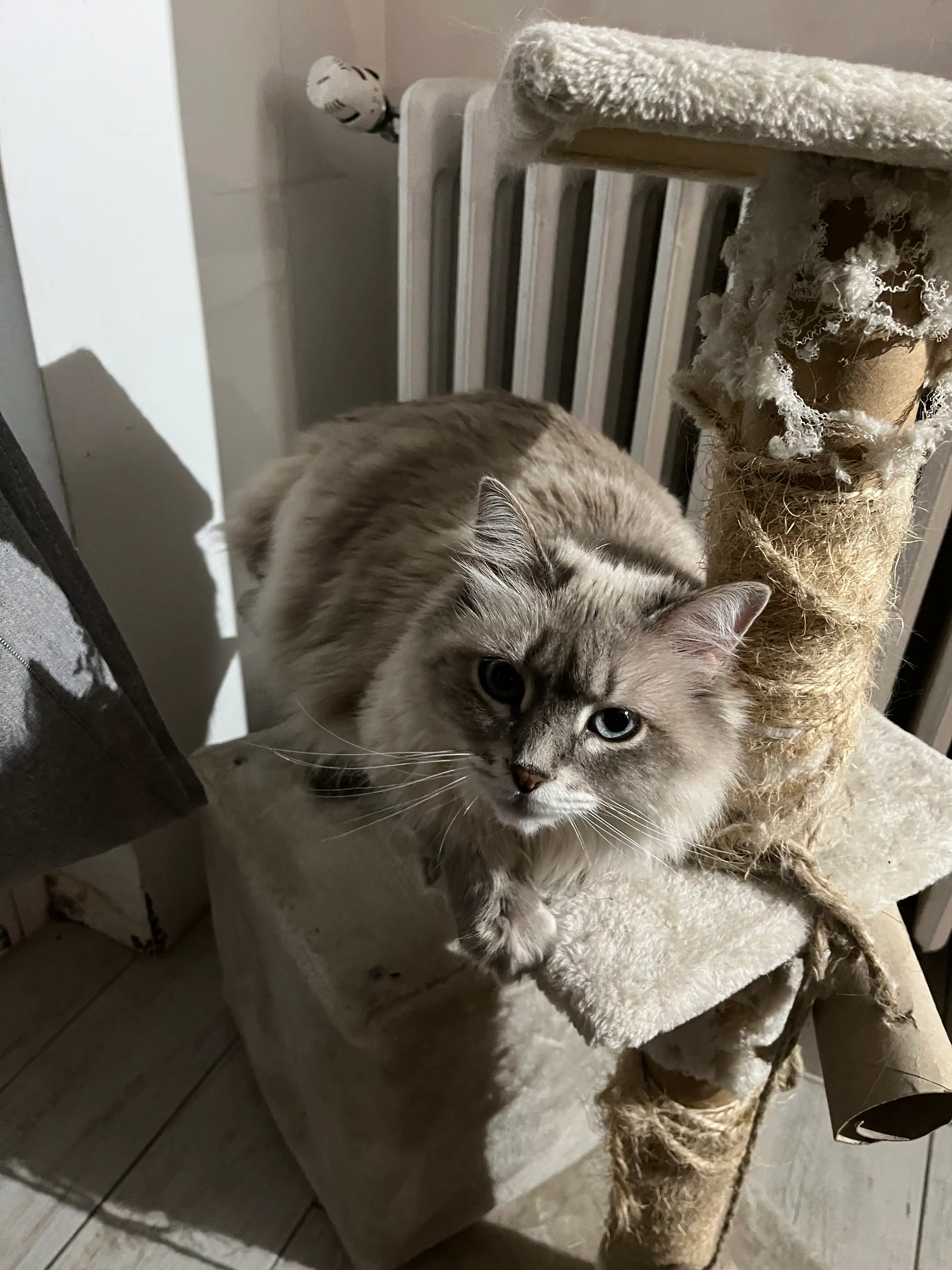 image-10