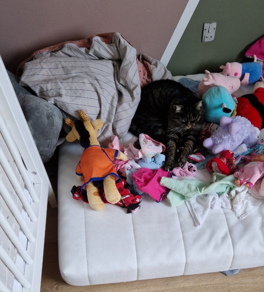 image-7