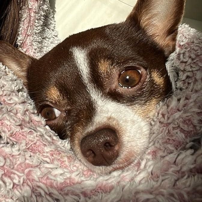 Portrait of suki, the dog
