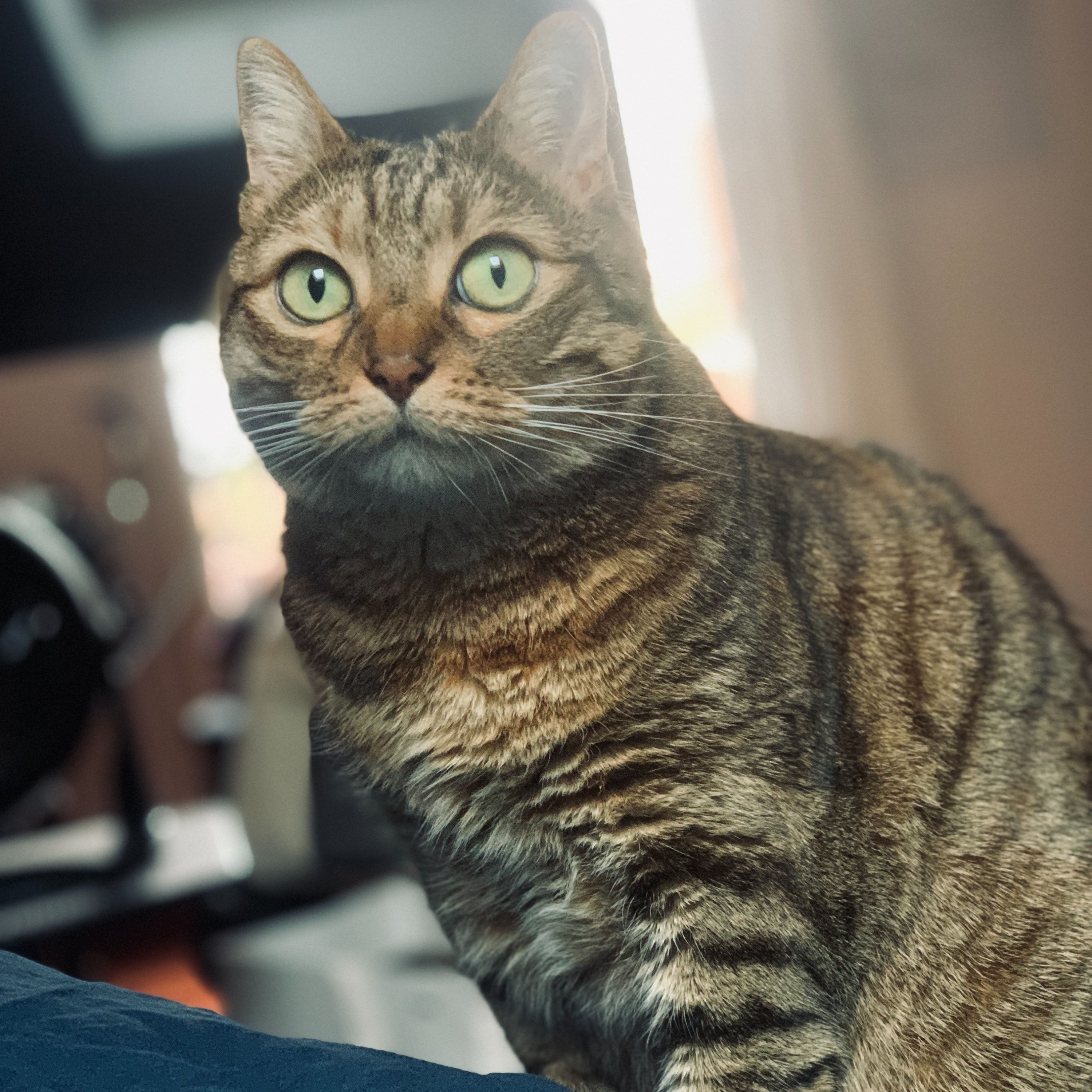Portrait de Maki, la cat