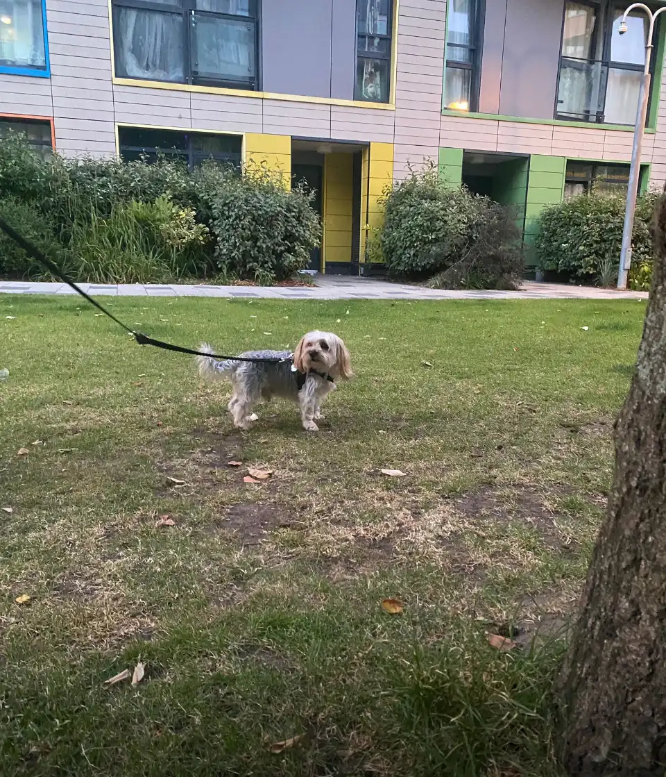 image-17