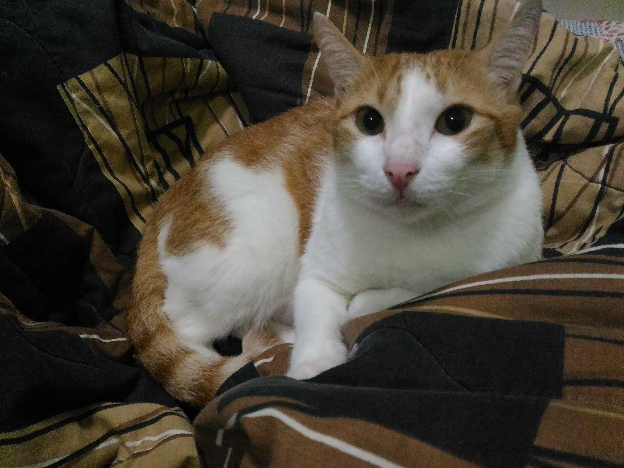 image-6
