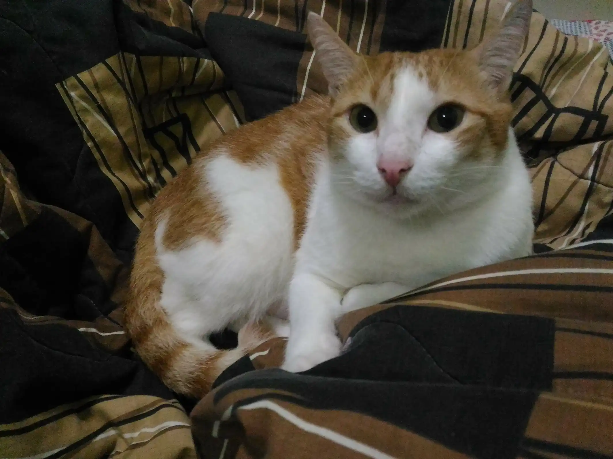 image-6