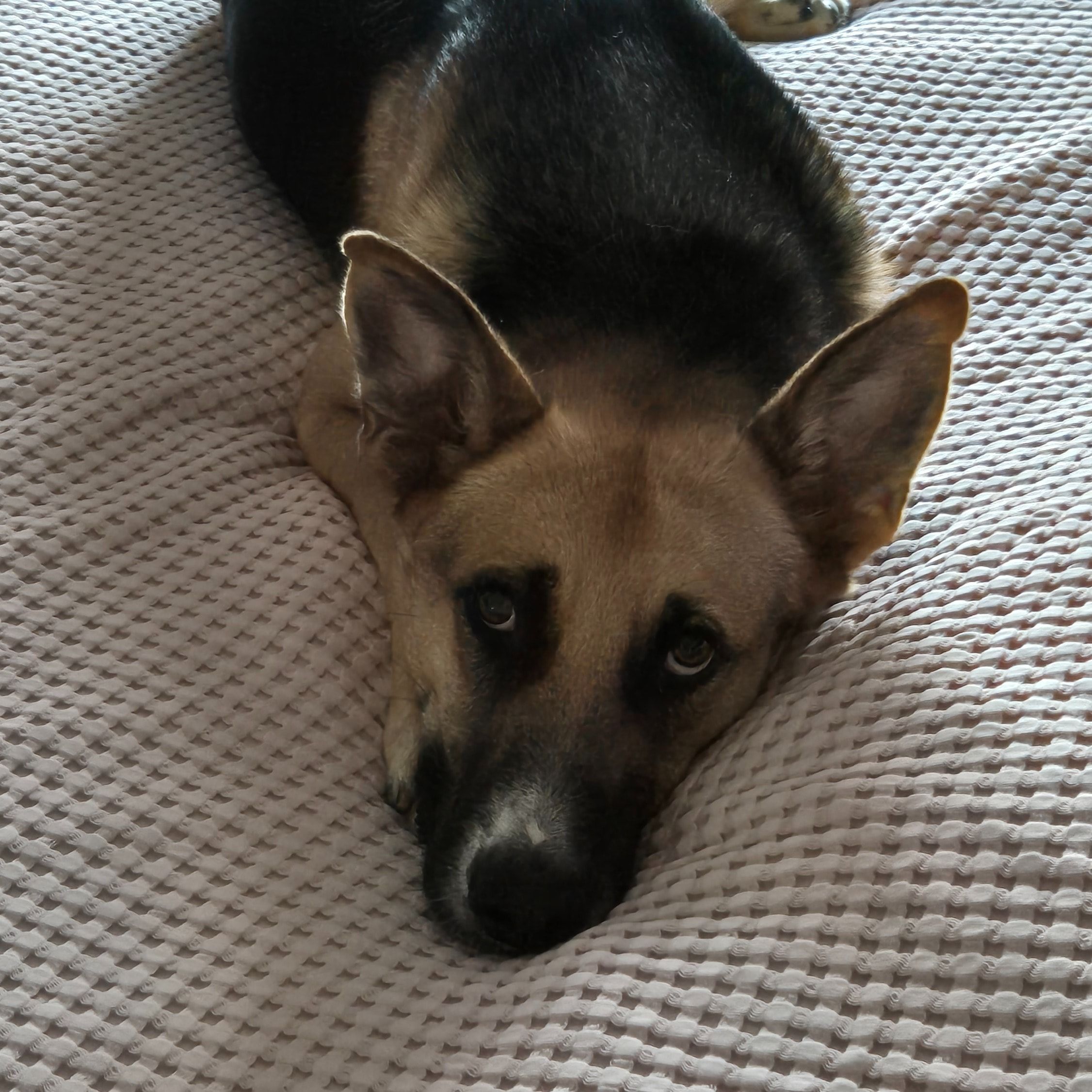 Portät von Barry, dog