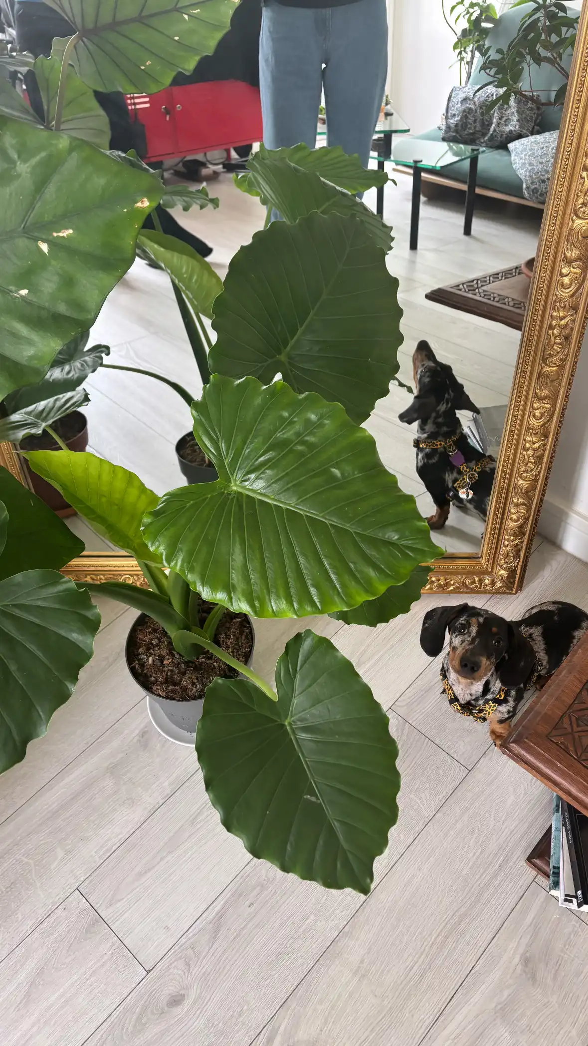 image-11
