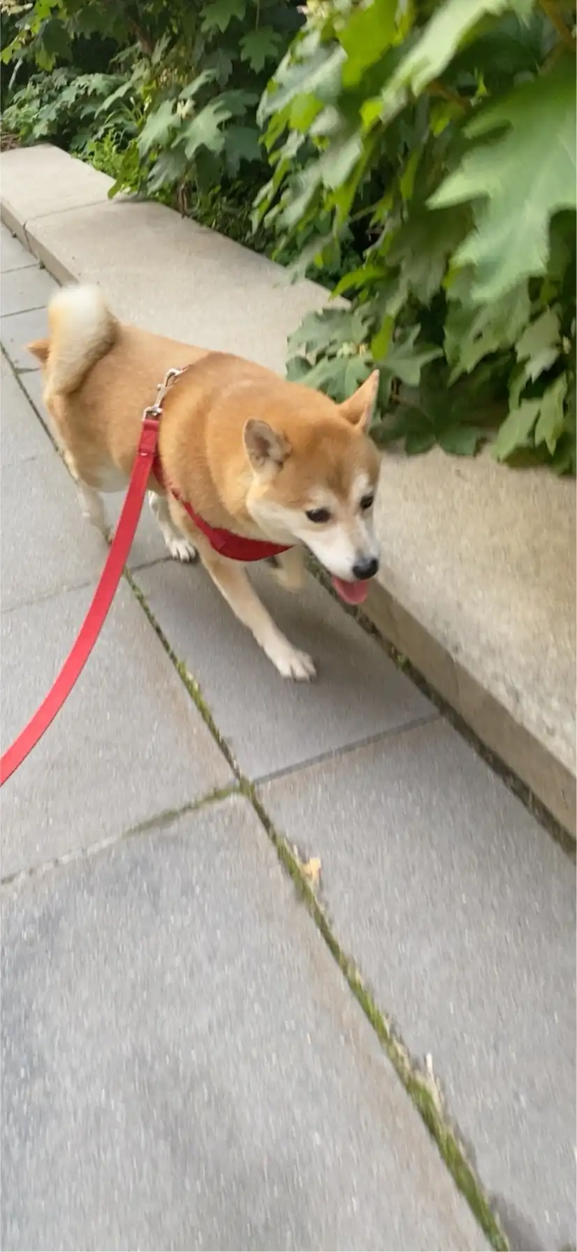 image-18