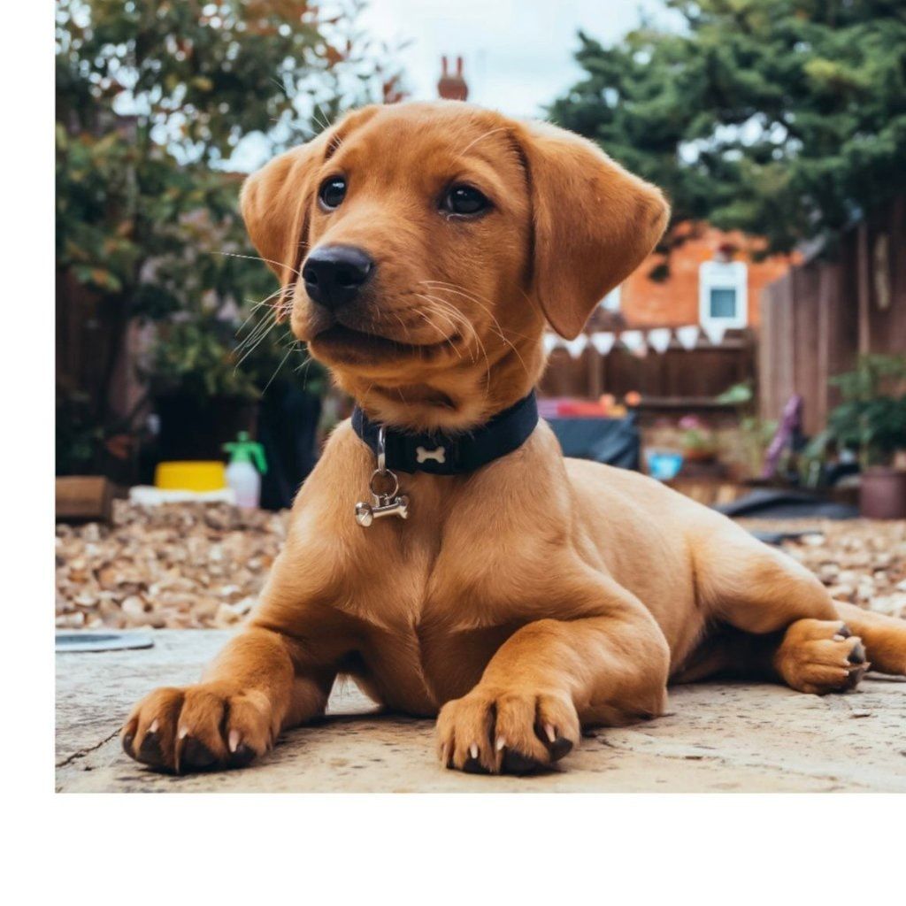Portrait of Luna, the dog