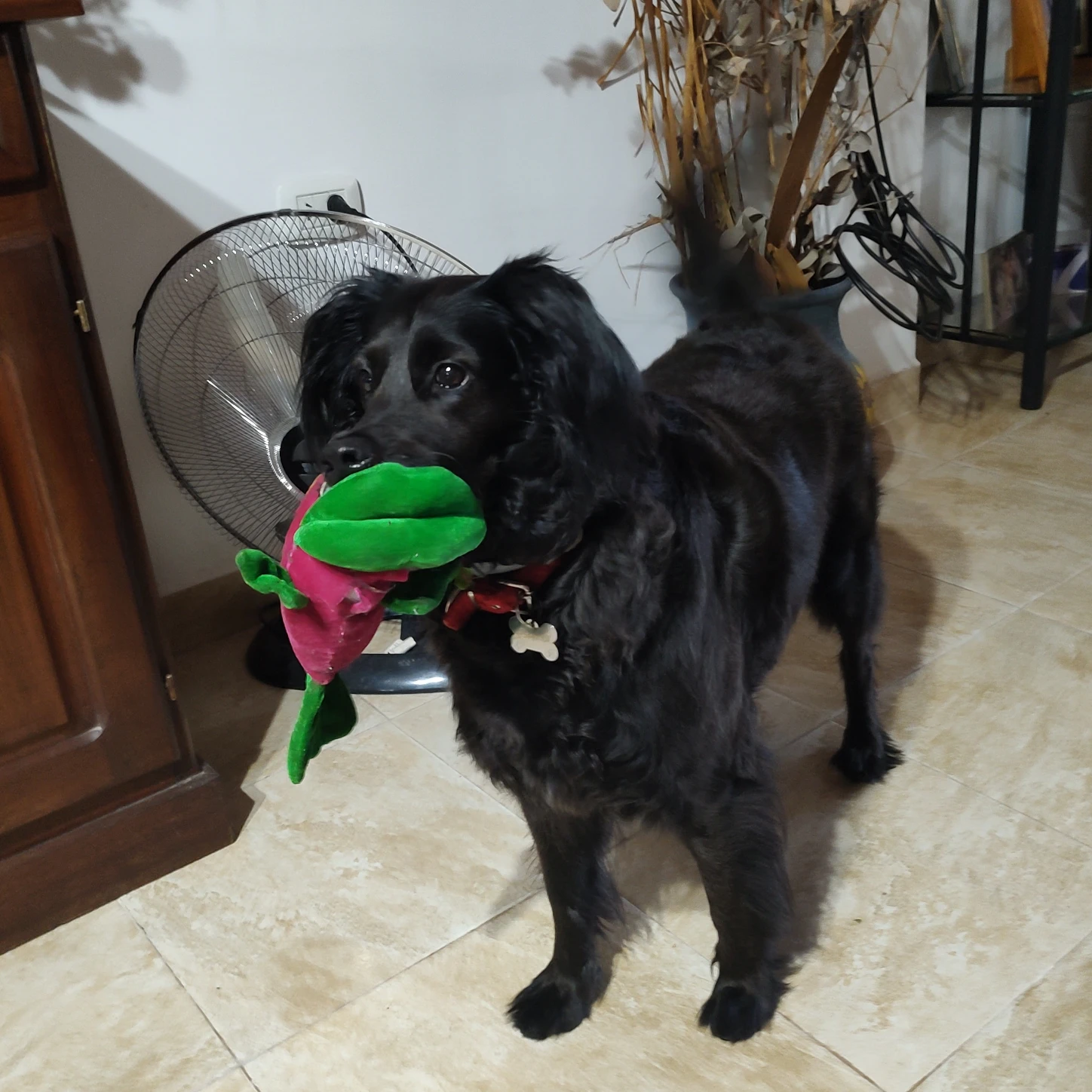 image-16