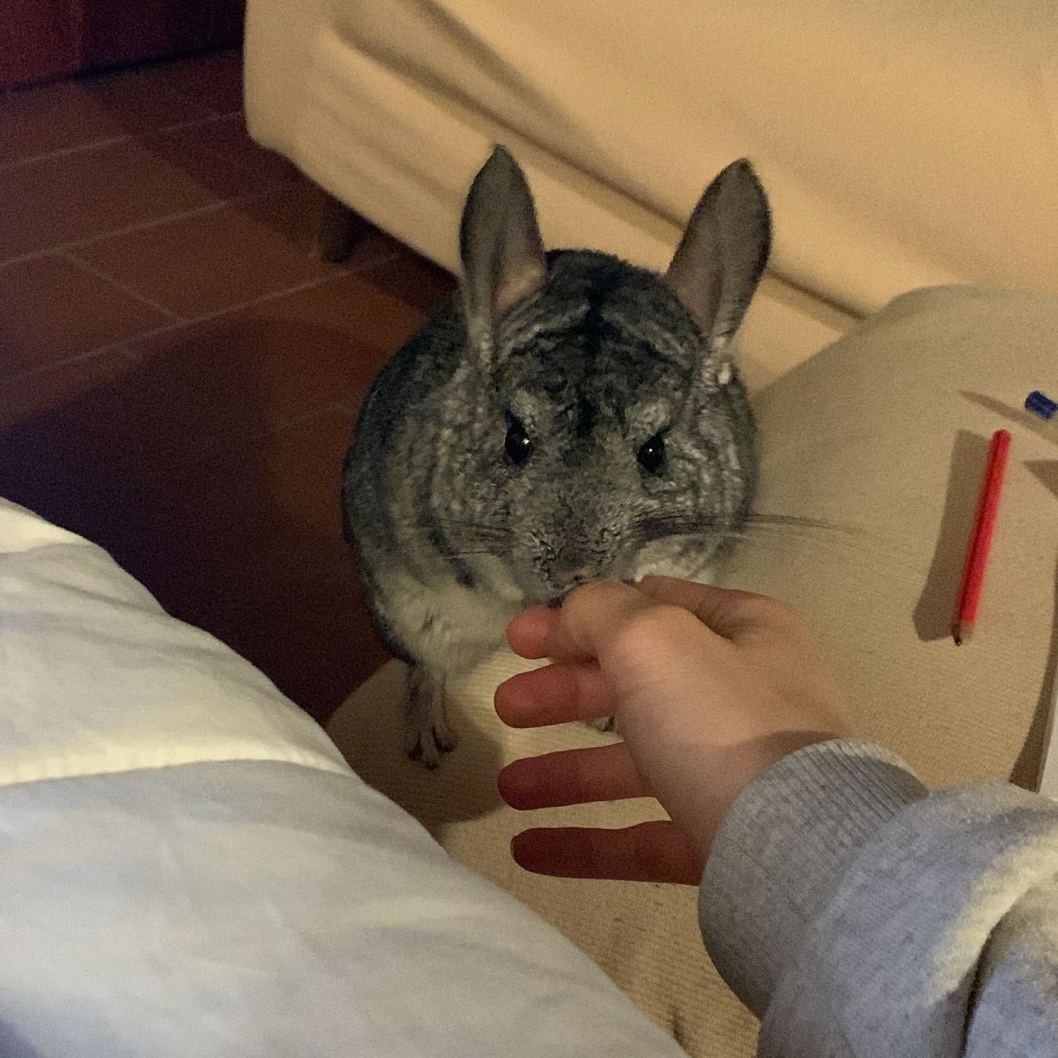 Foto di Franco, il guineaPig
