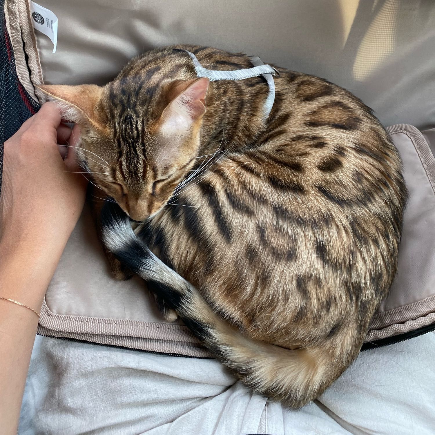 Foto di Dafne, il cat