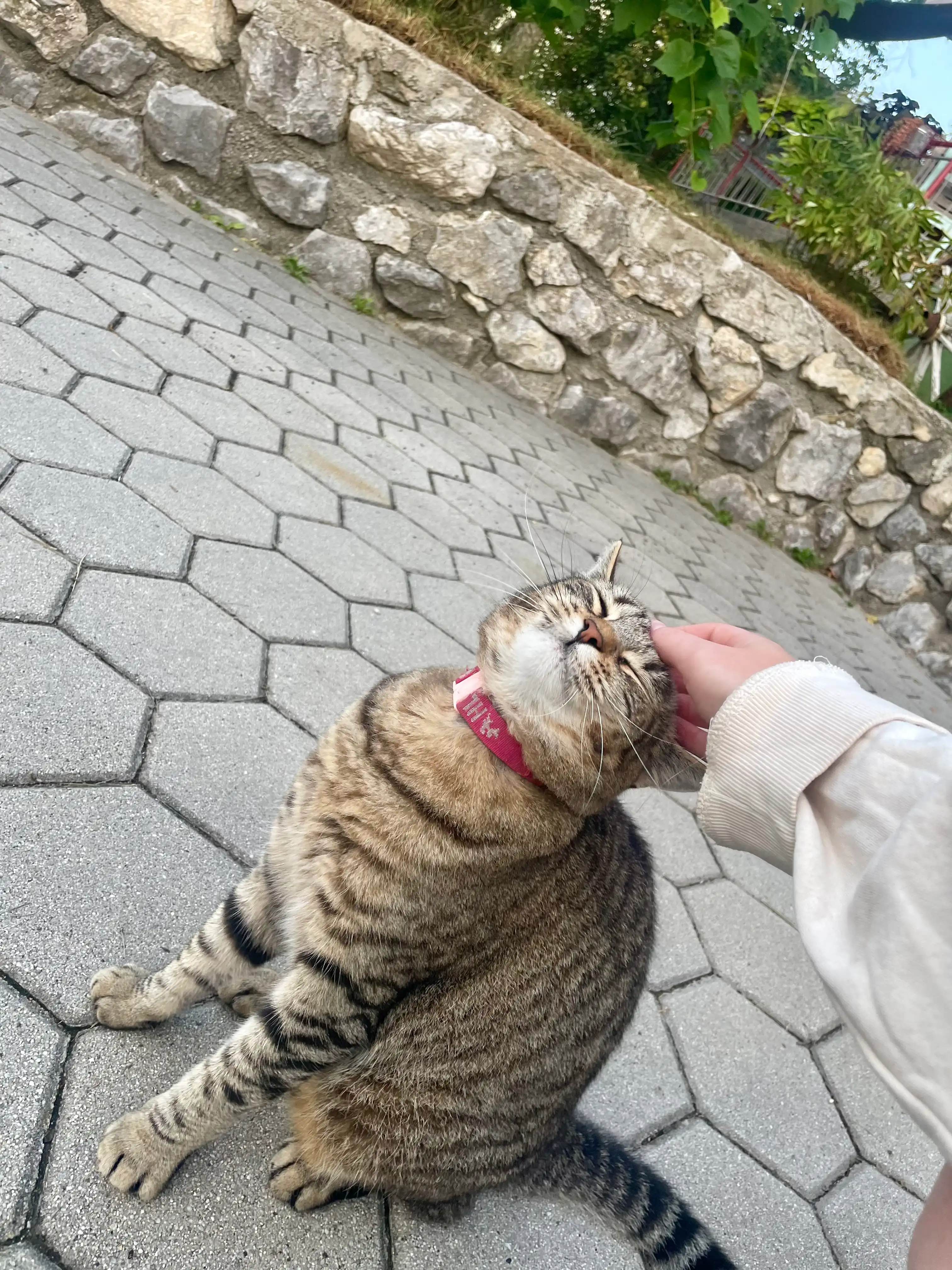 image-8