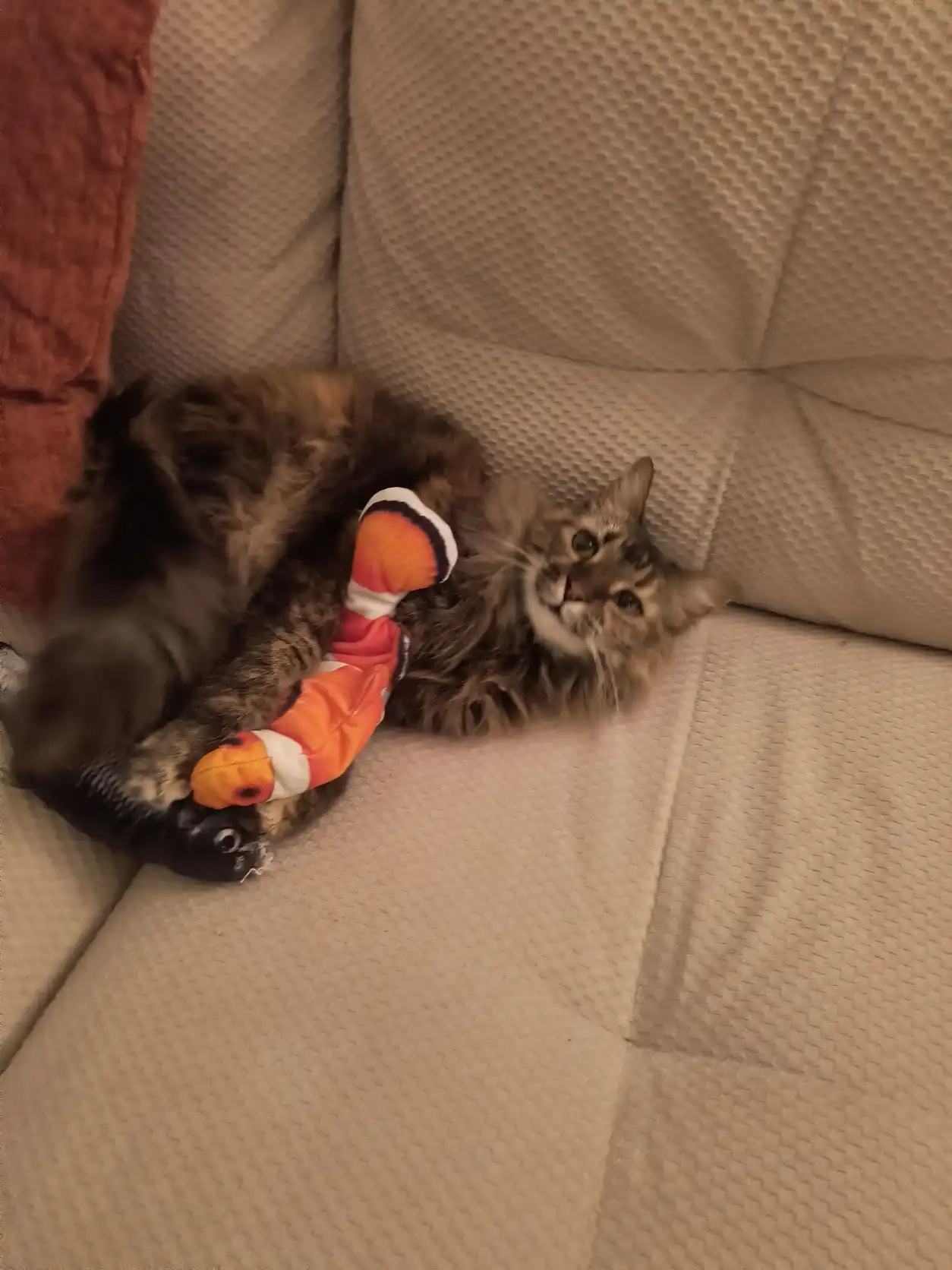 image-7