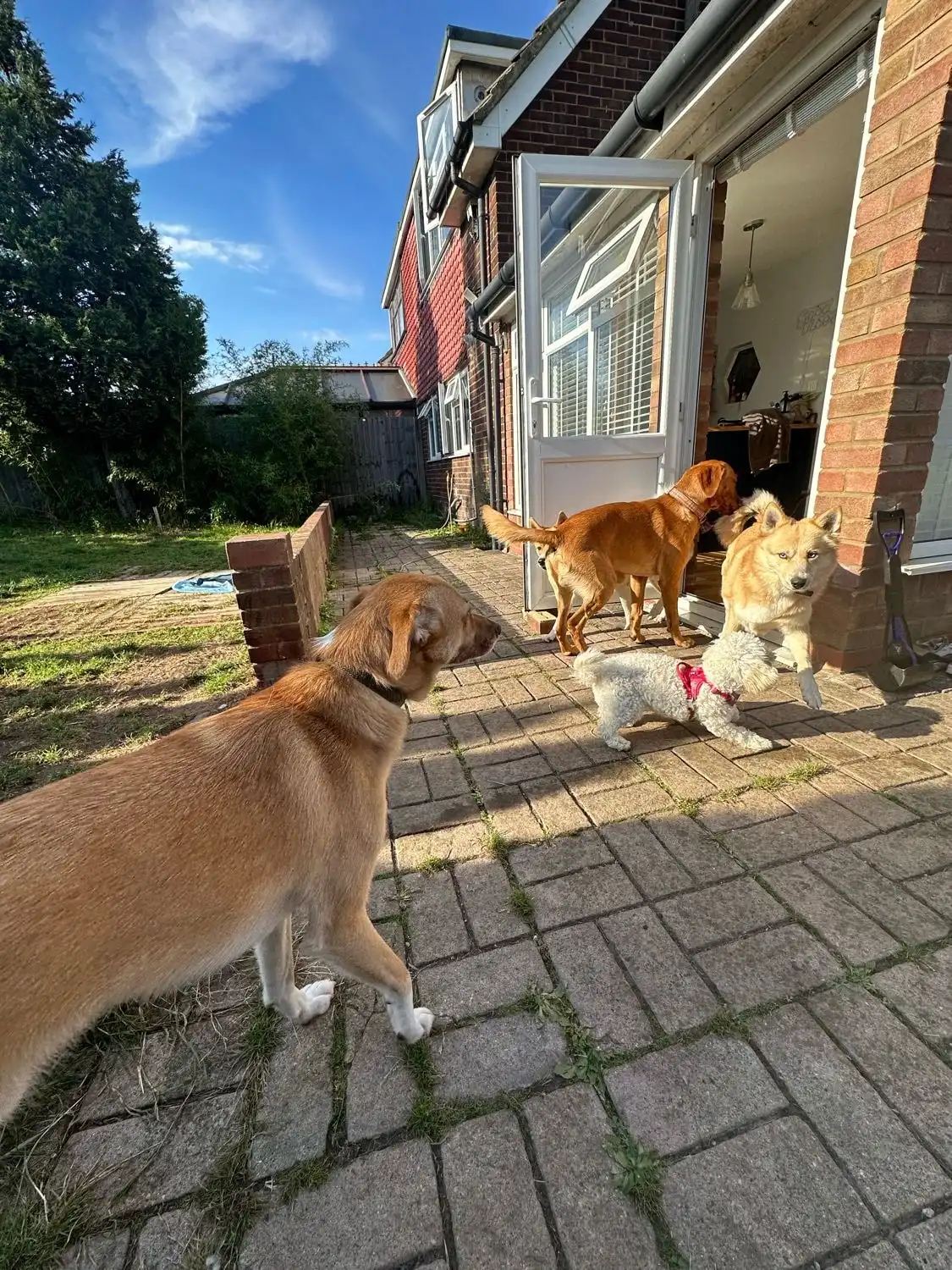 image-7