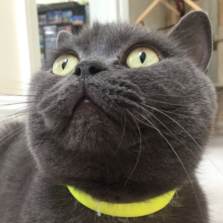 Portrait of Ronnie, the cat