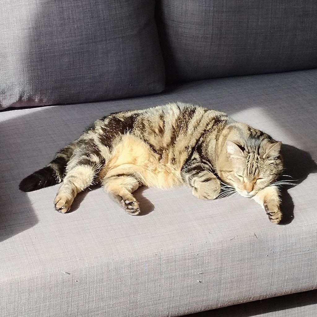 Portät von Pépette , cat