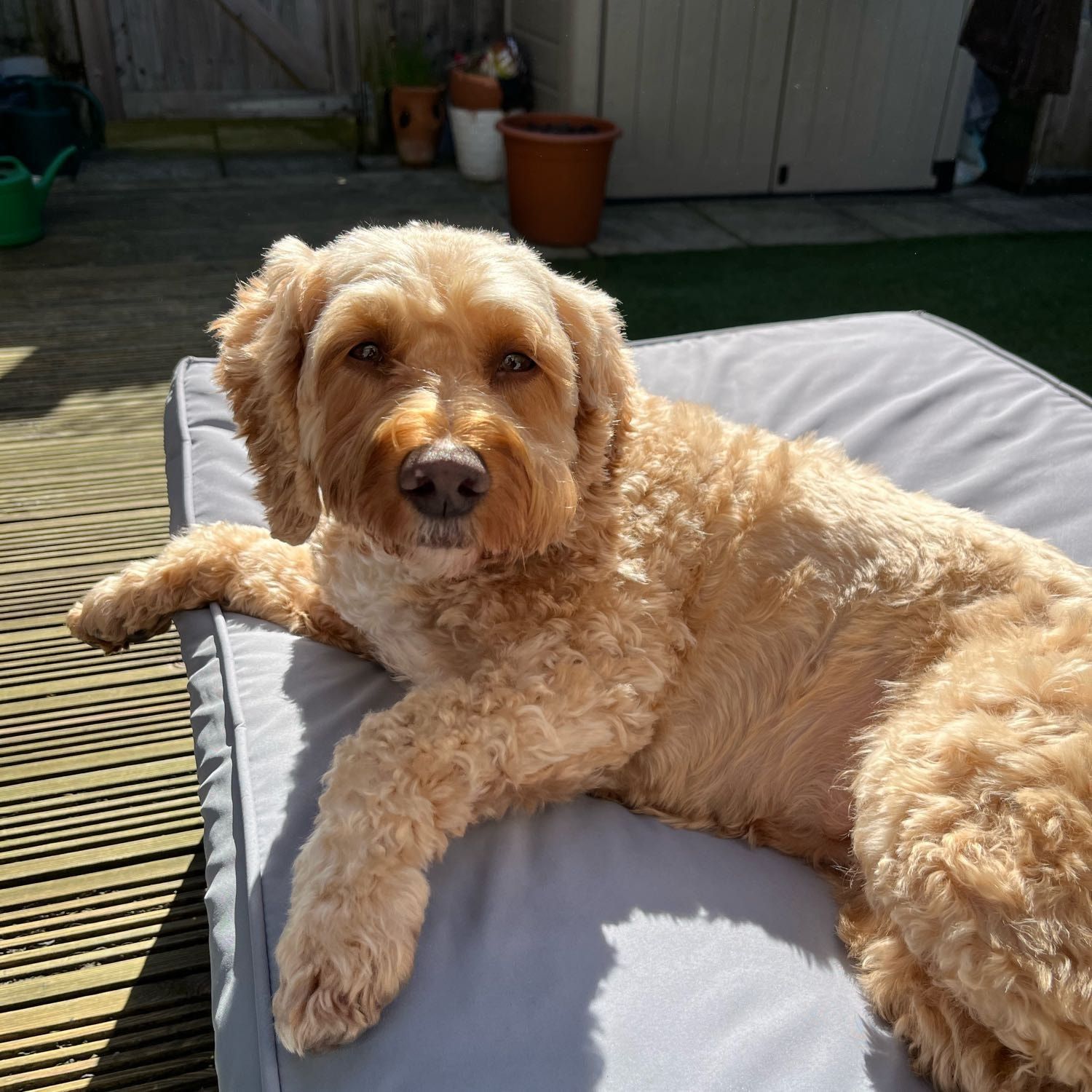 Portrait of Lilo, the dog