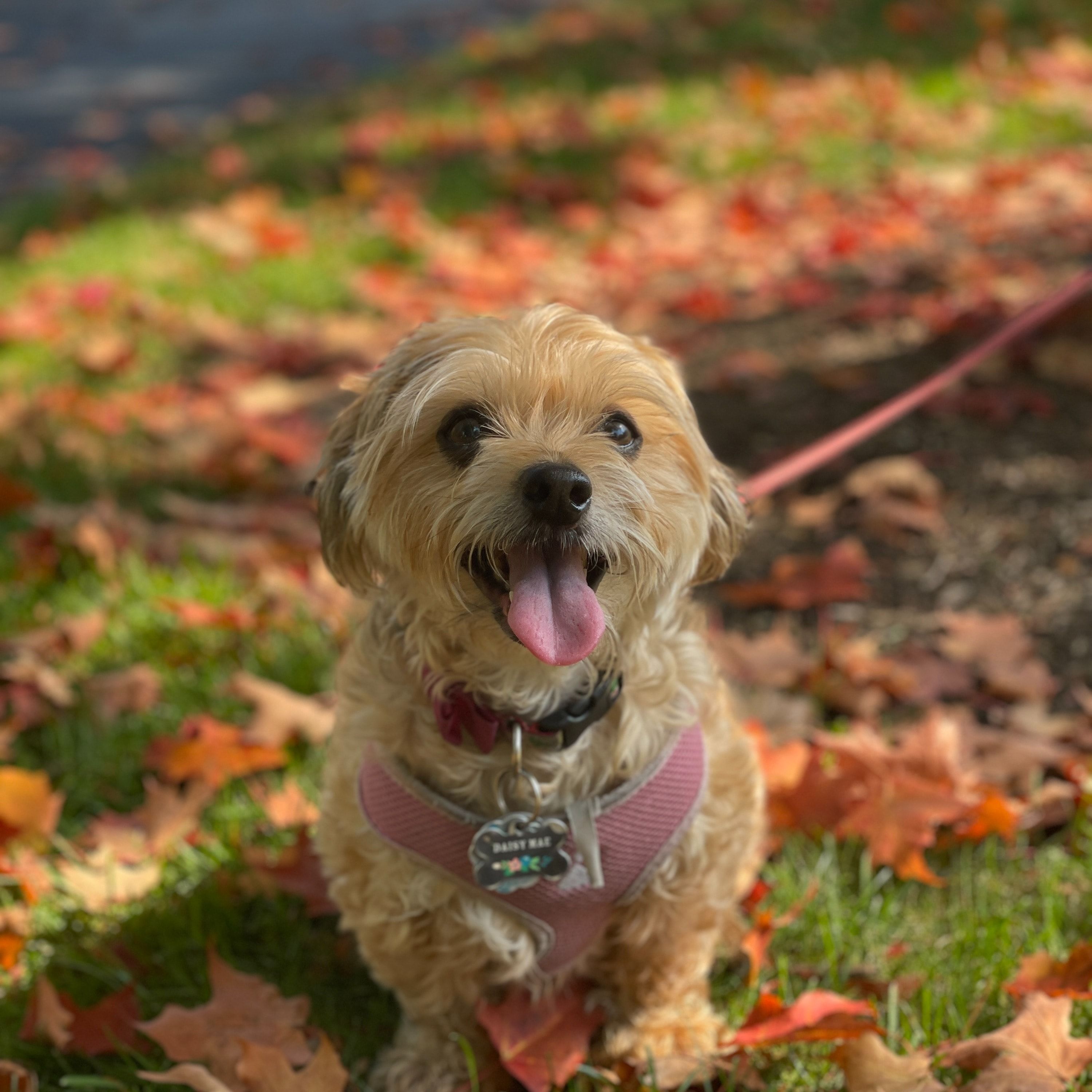 Portretfoto van Daisy Mae, de dog