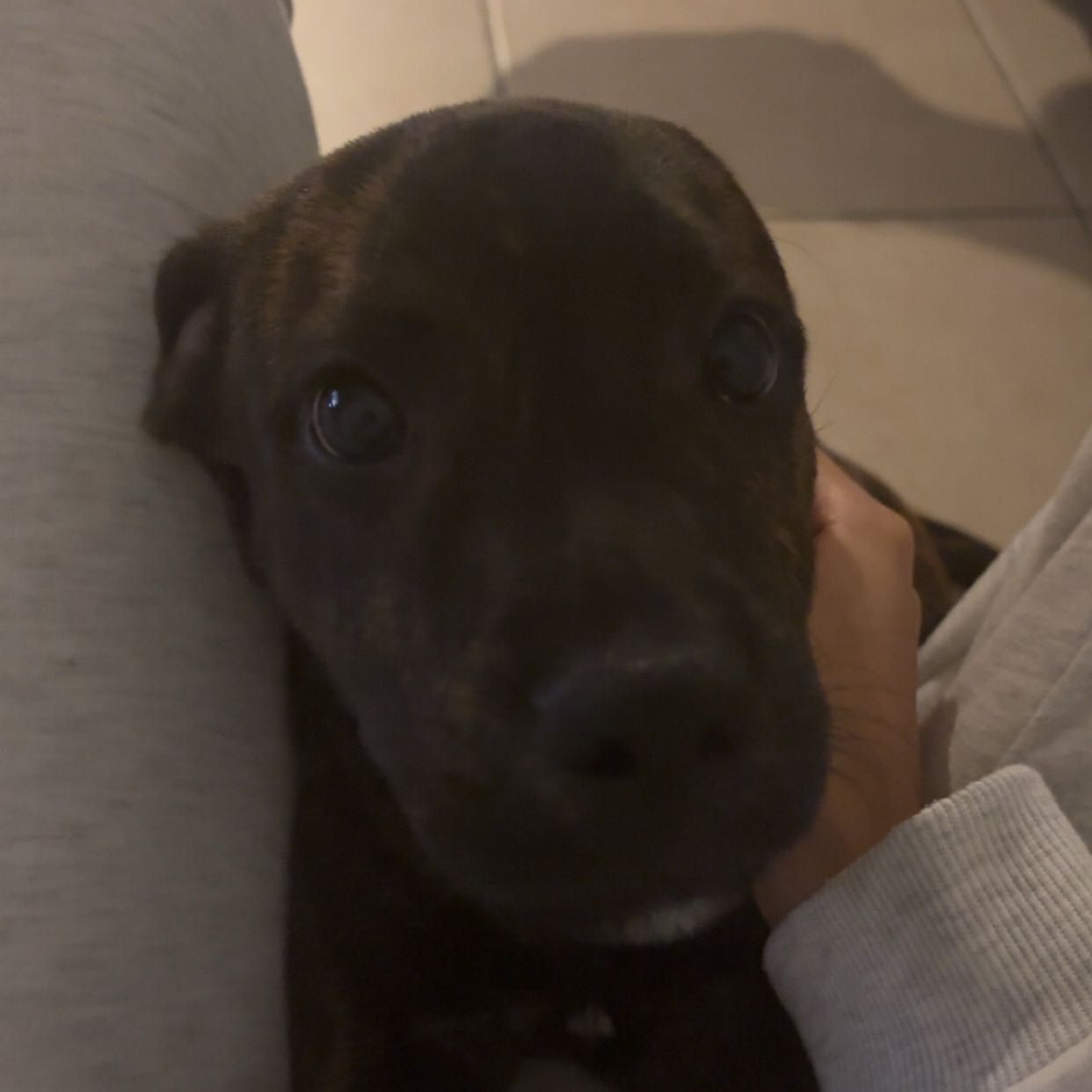 Portrait de flash, la dog