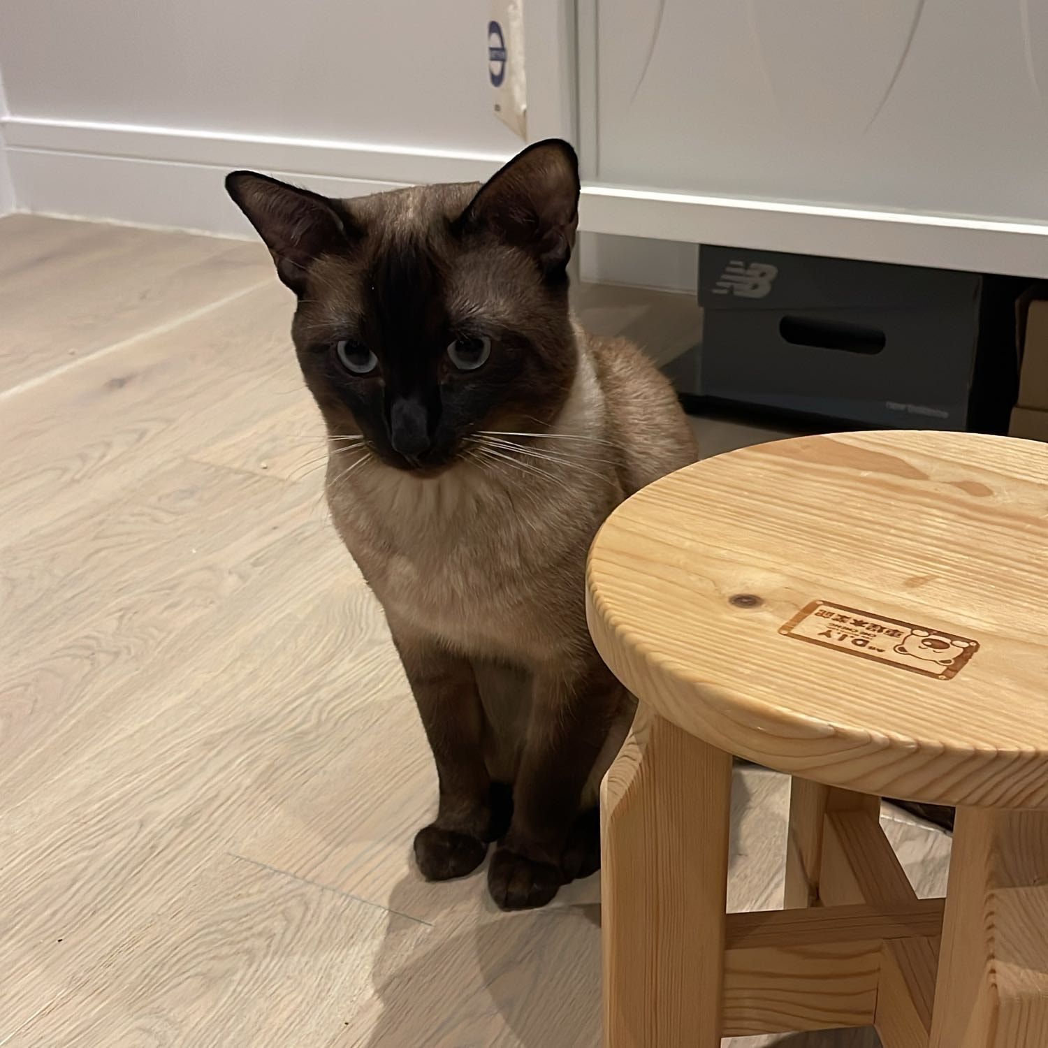 Portrait of TomYum, the cat